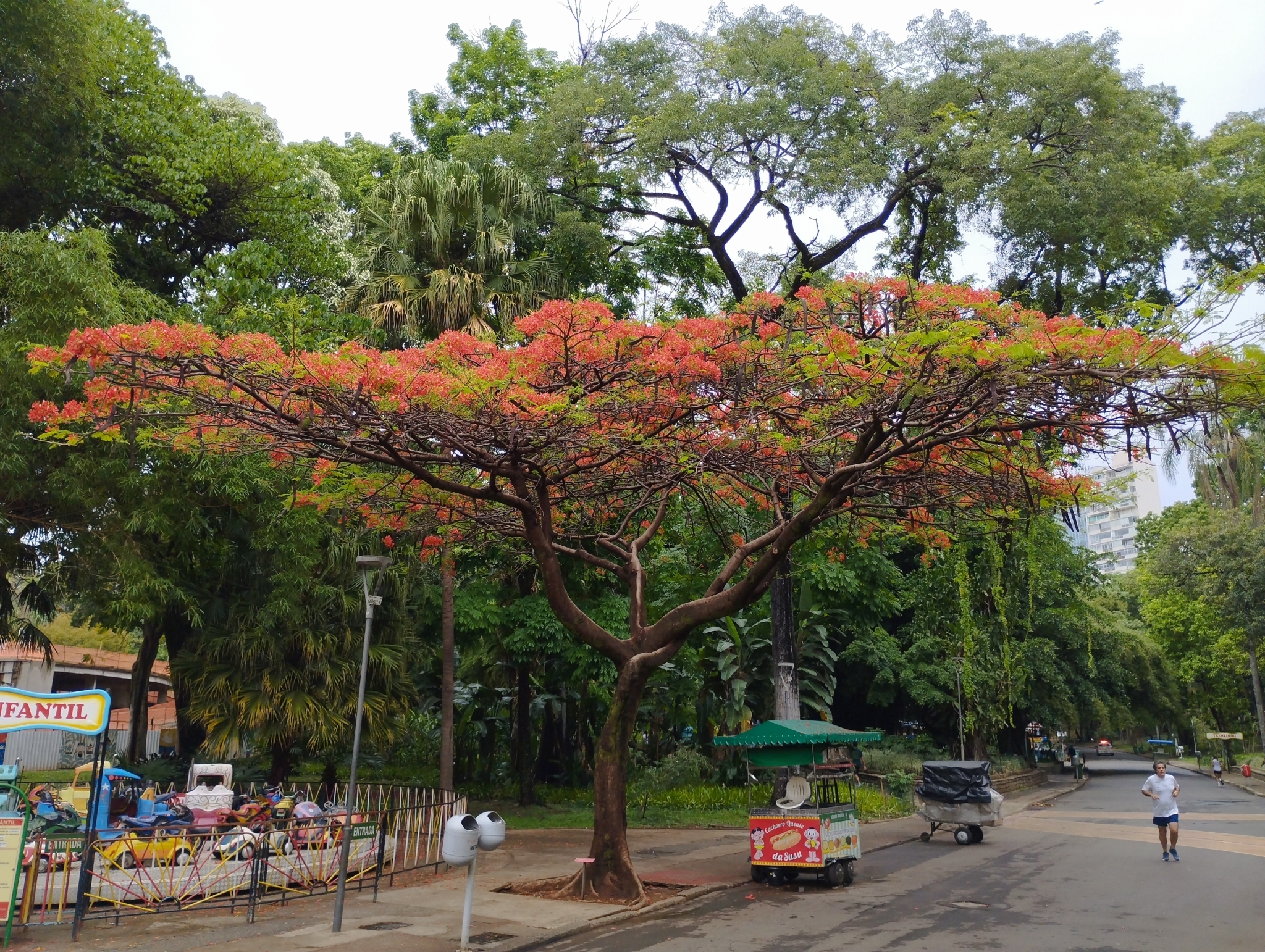 Photo of Flamboyant (6/12)