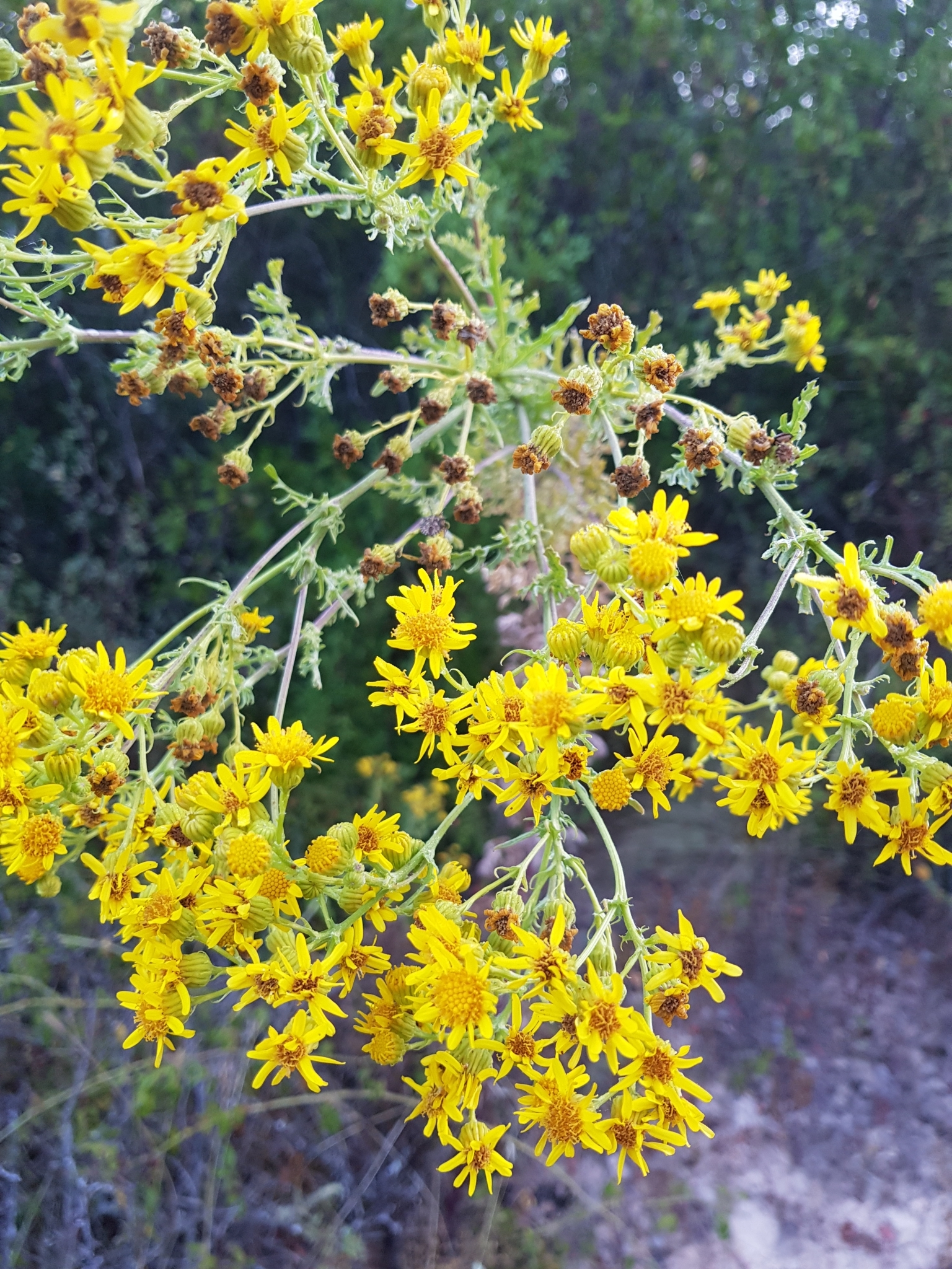 Photo of ragwort (2/9)