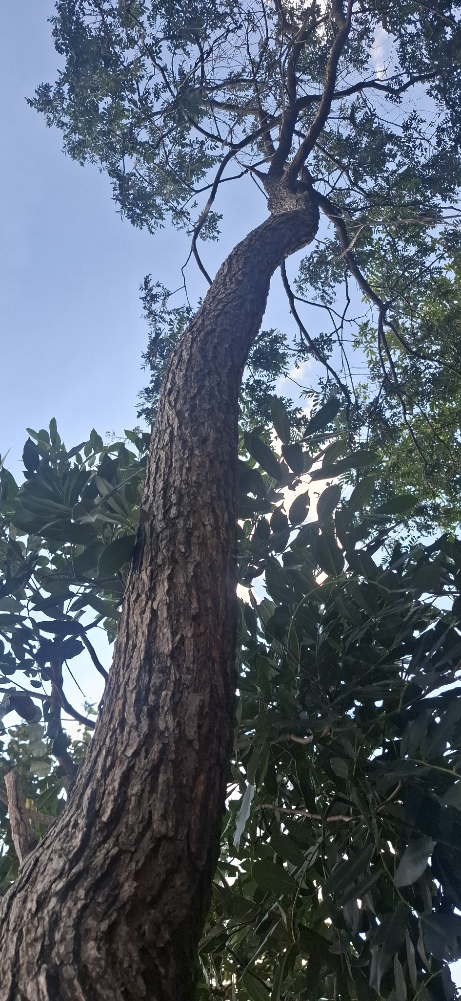 Photo of Platypodium elegans (1/12)