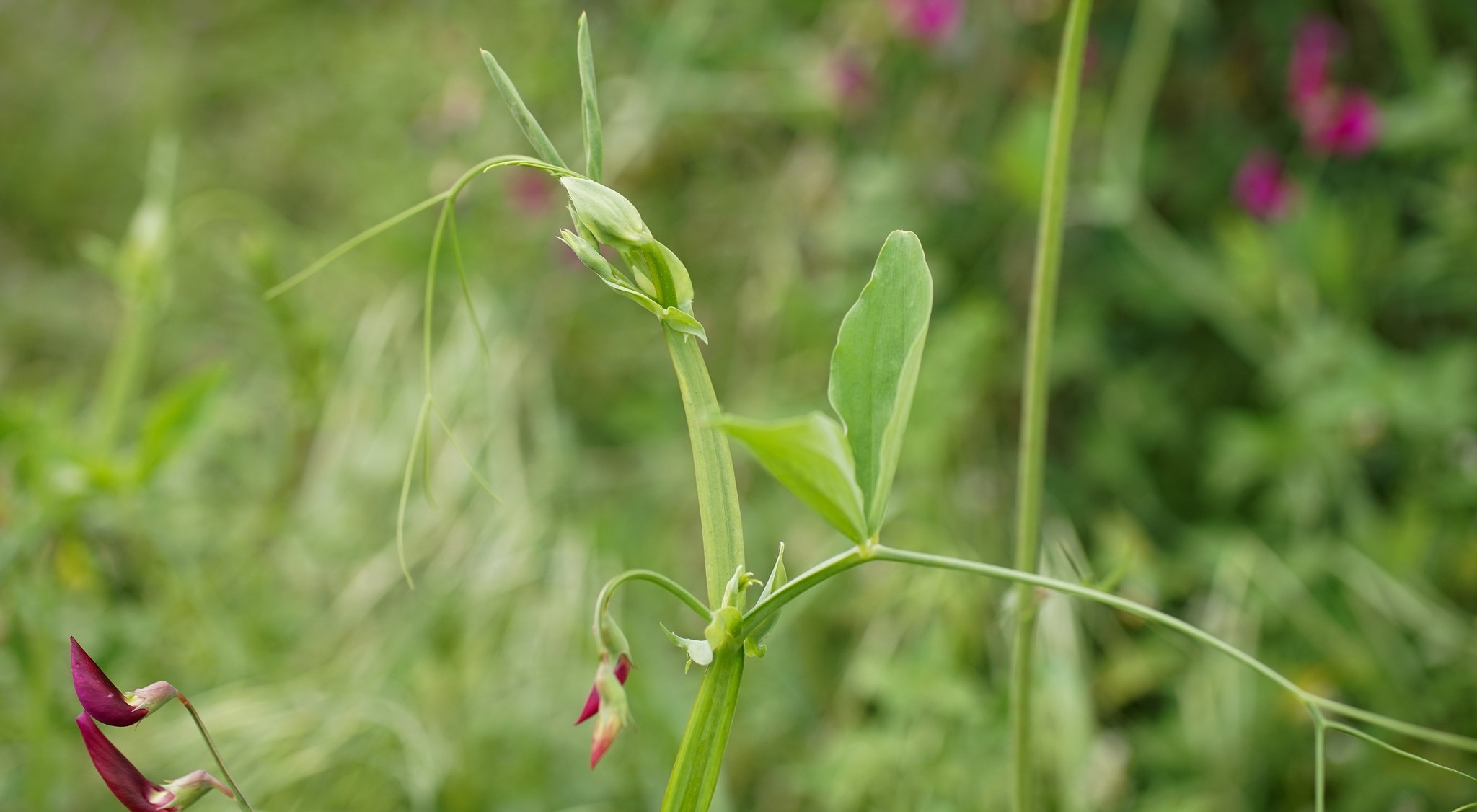 Photo of Tangier Pea (3/11)