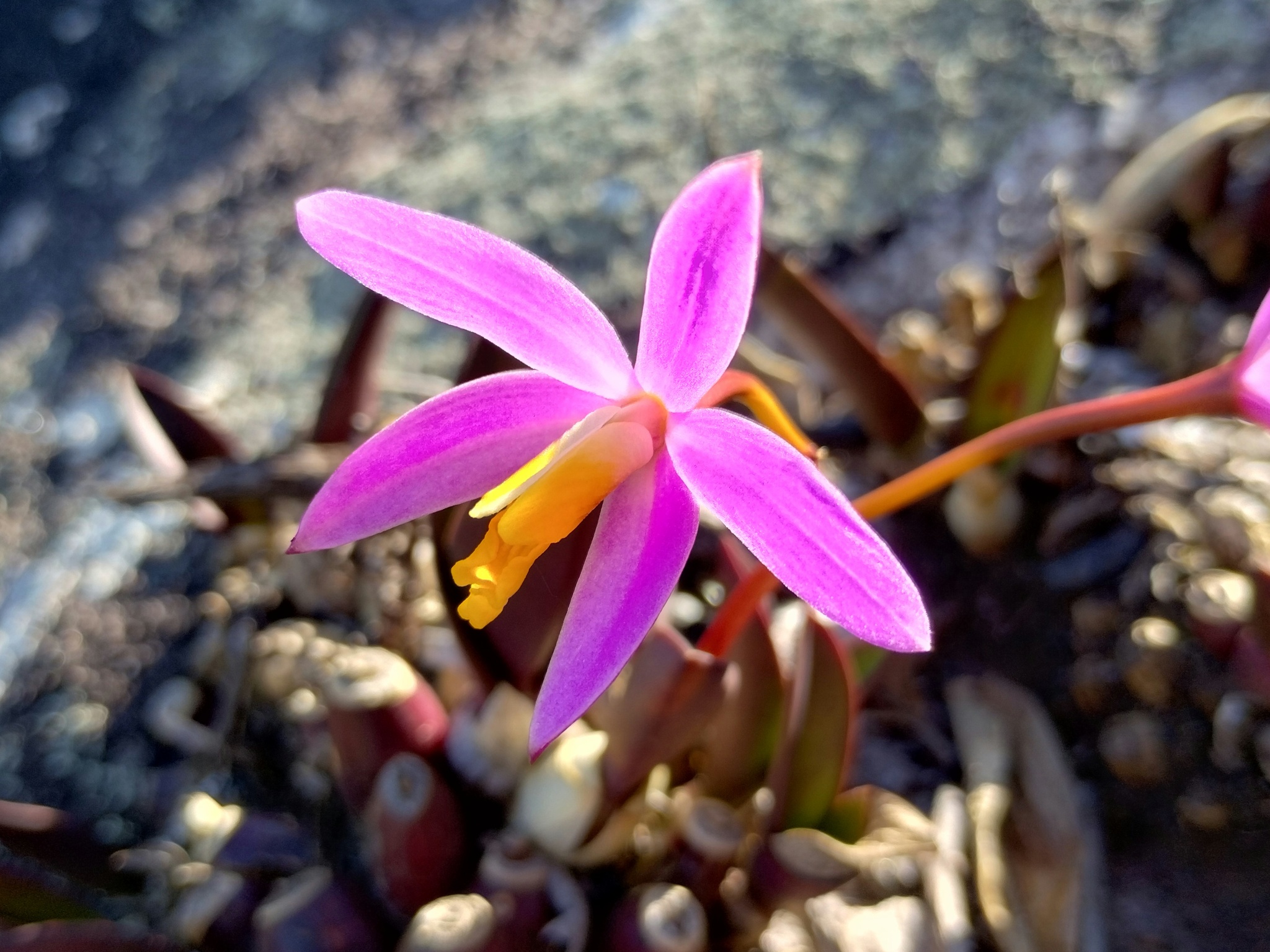 Photo of Cattleya longipes (6/9)
