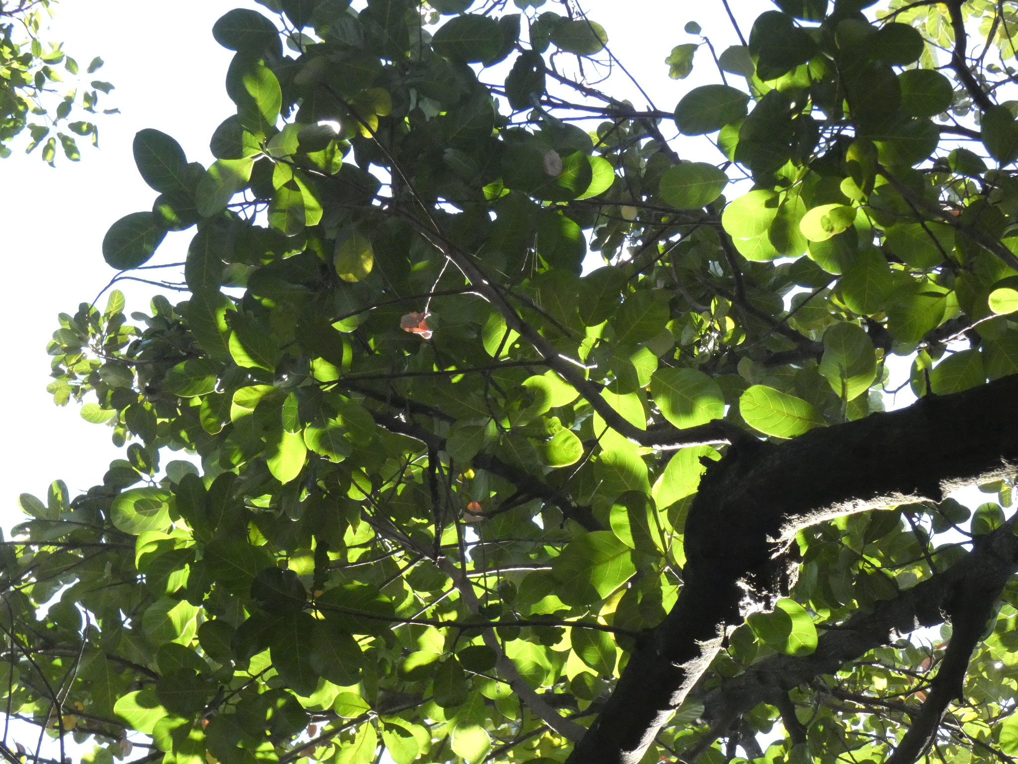 Photo of Jackfruit (3/12)
