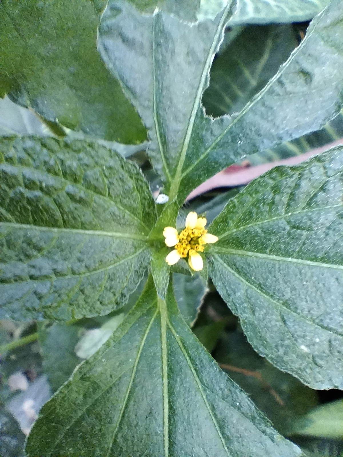 Photo of Synedrella (1/8)