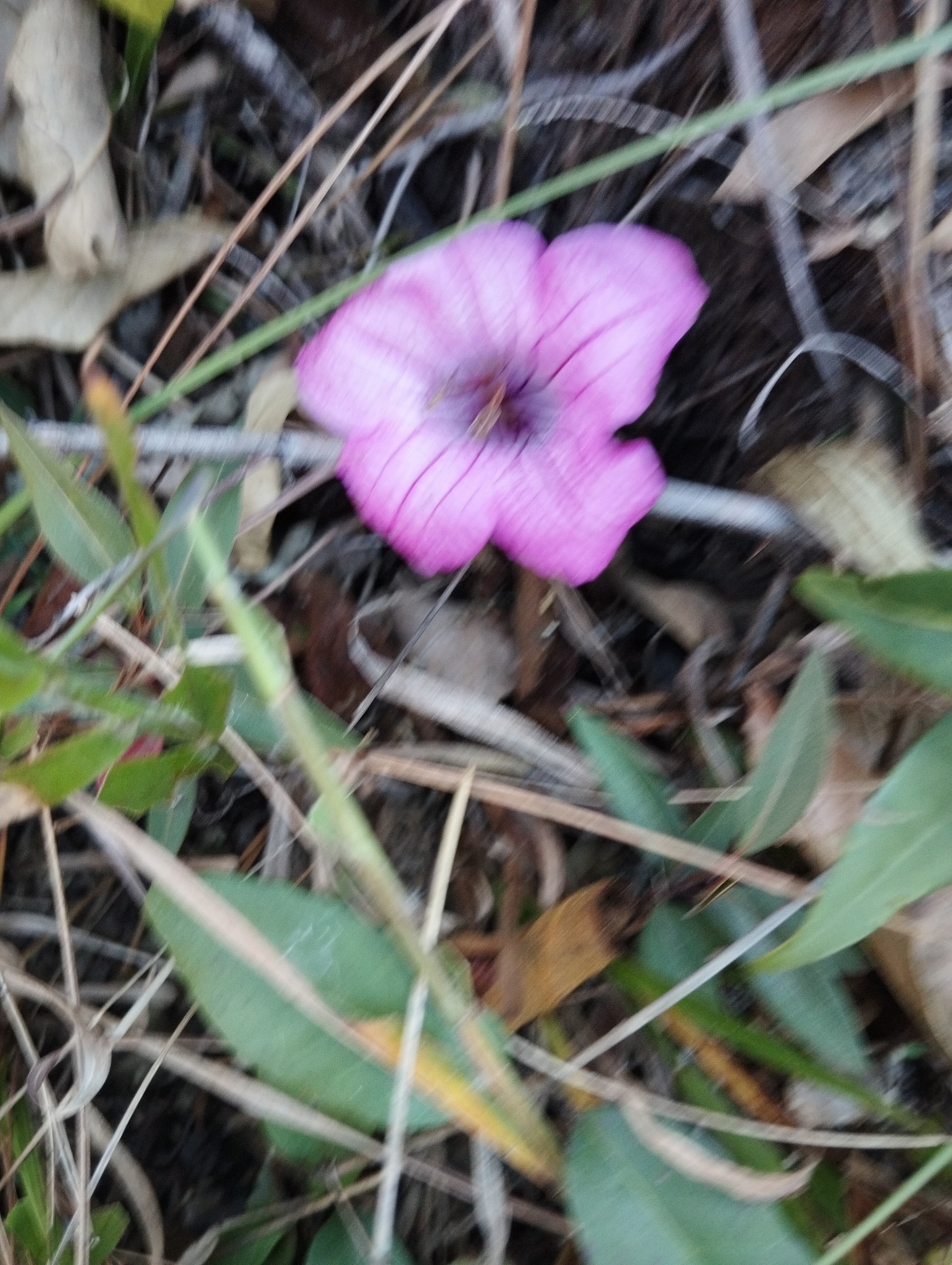 Photo of Ruellia macrantha (8/12)