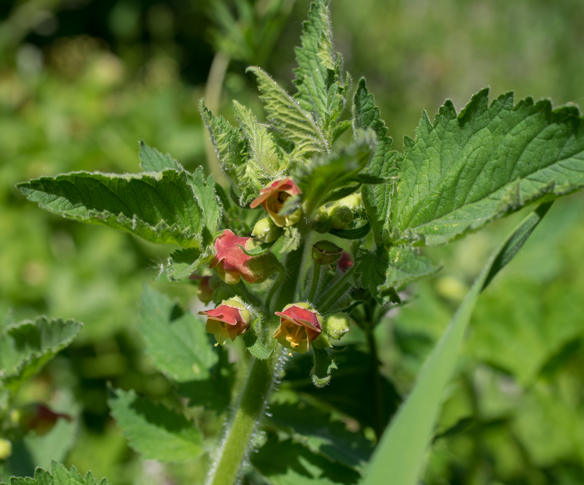 Photo of Scrophularia grandiflora (12/12)