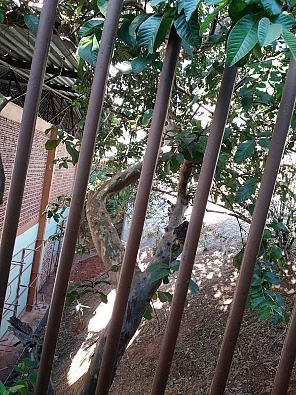 Photo of Common guava (5/12)