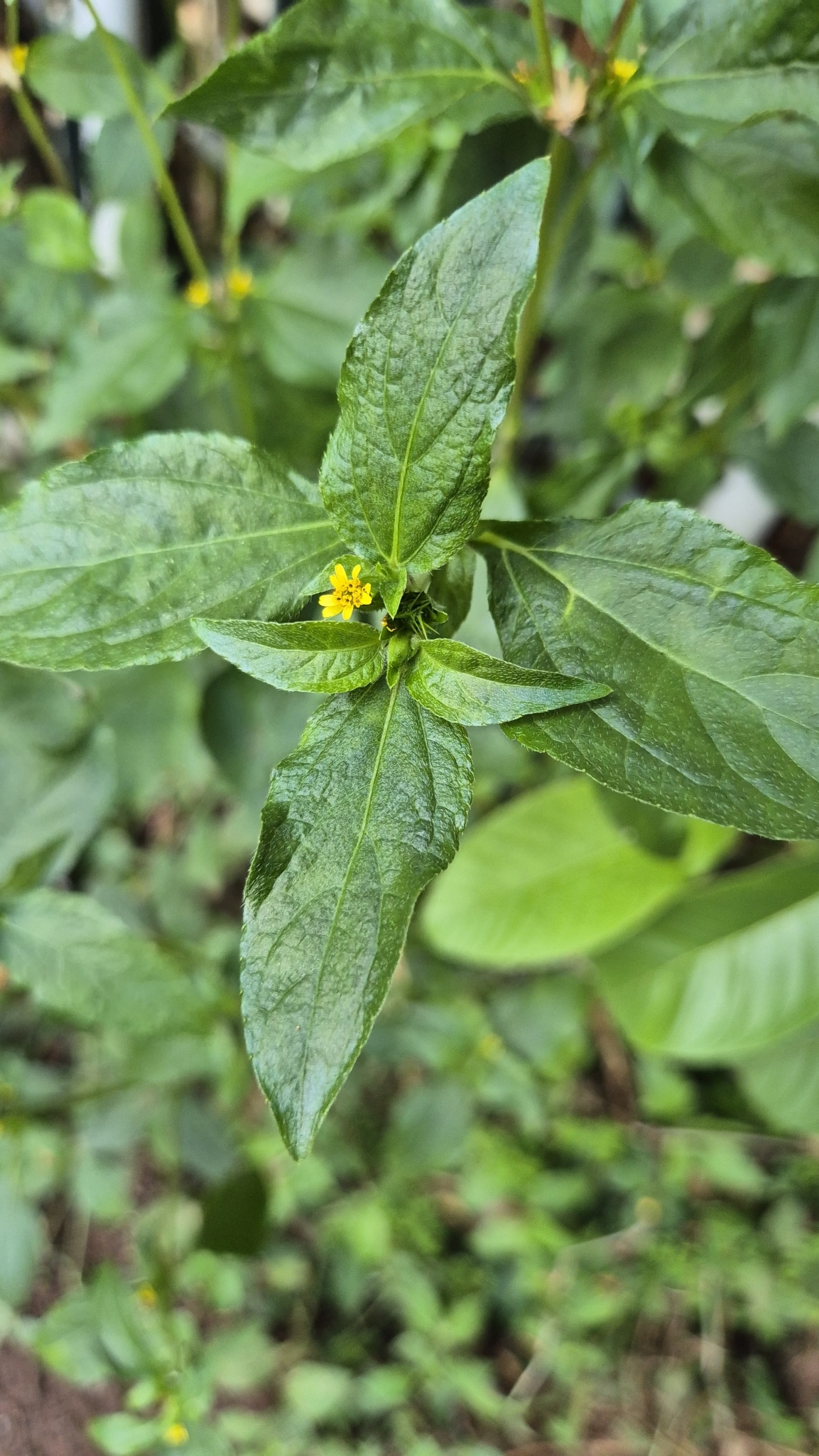 Photo of Nodeweed (10/12)
