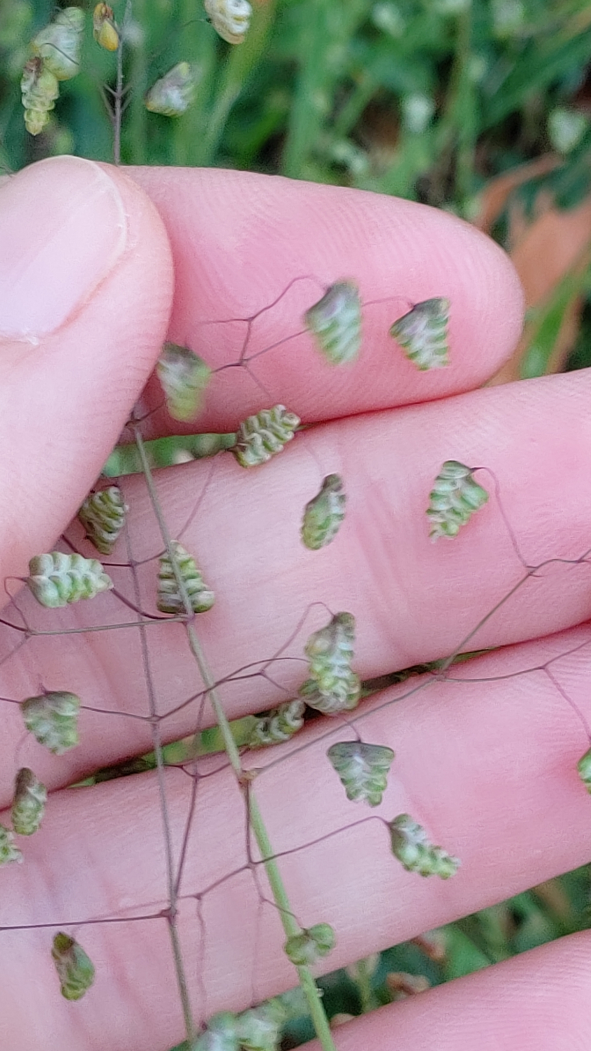 Photo of Little quaking-grass (6/12)