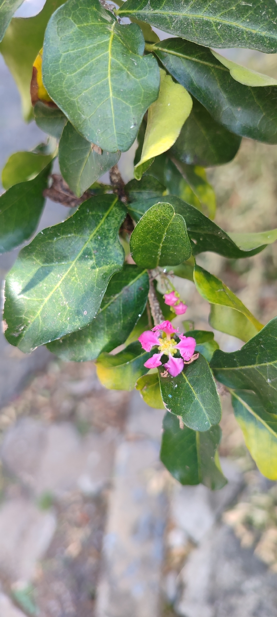 Photo of Acerola (8/9)