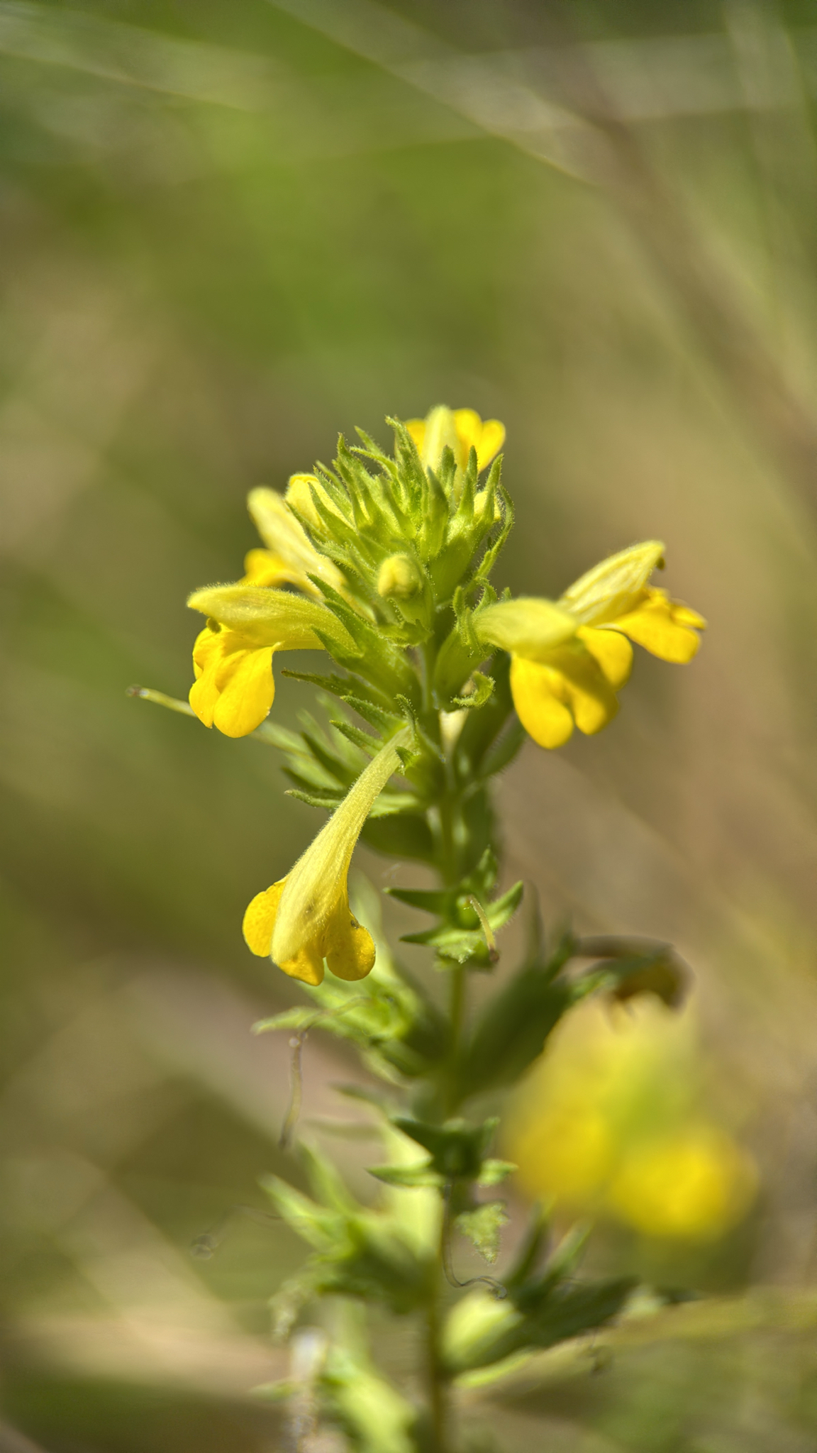 Photo of Yellow Glandweed (4/12)
