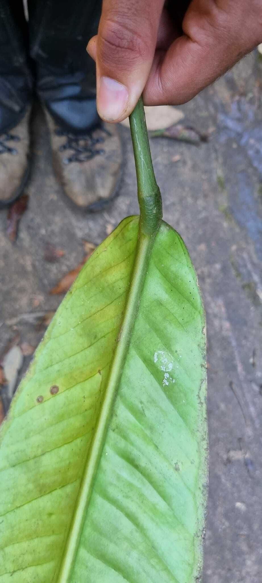 Photo of Anthurium (3/6)