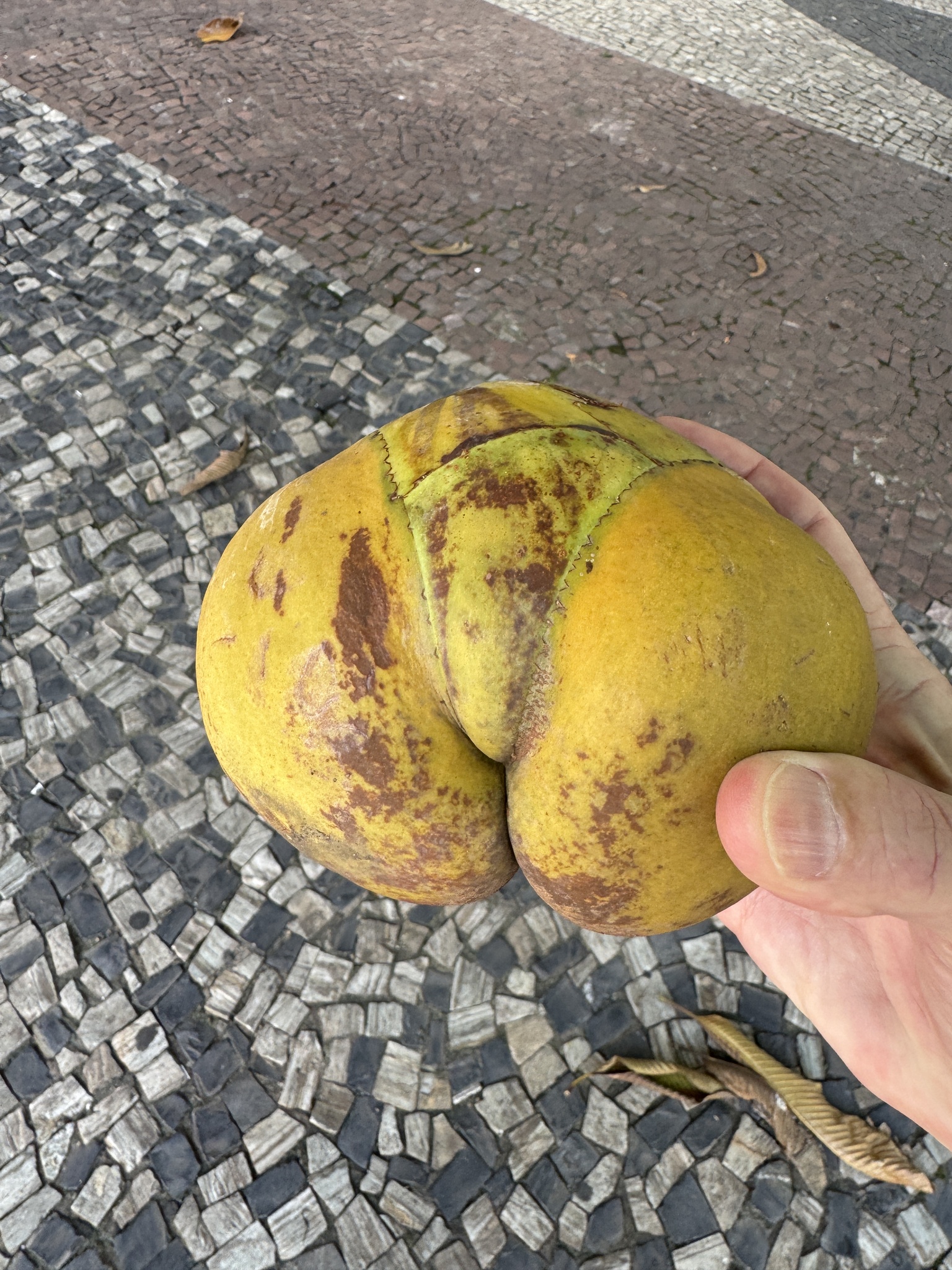 Photo of elephant apple (4/10)
