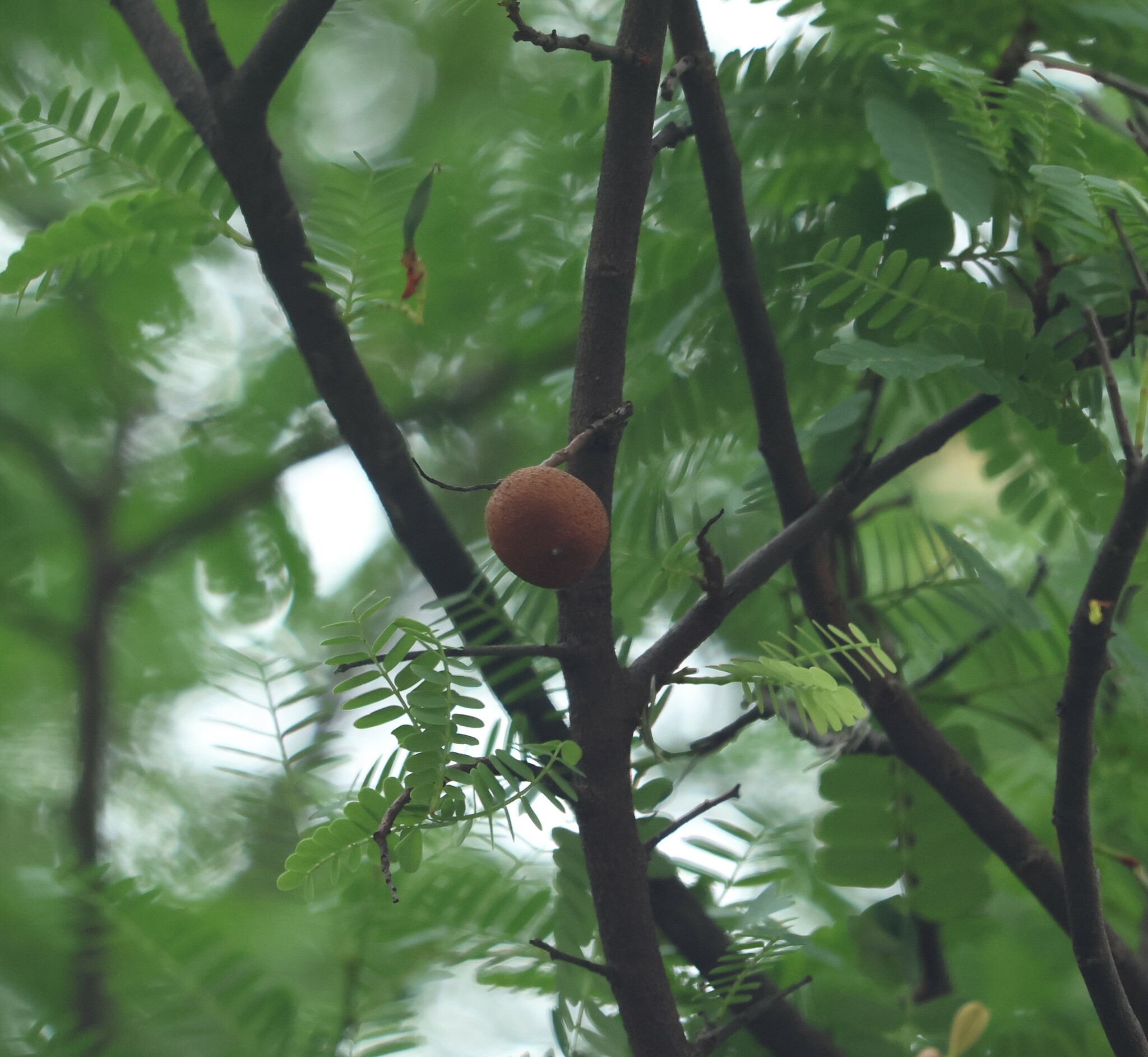 Photo of Tamarind (2/6)