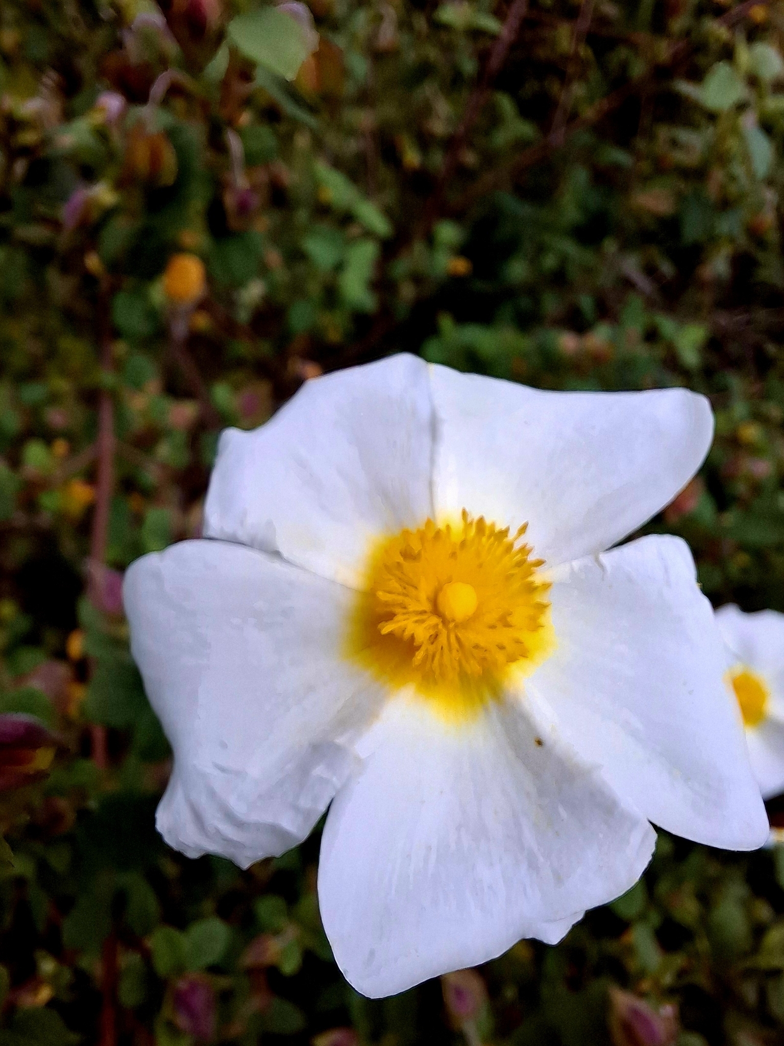 Photo of Sage-leaved Rock-rose (9/12)