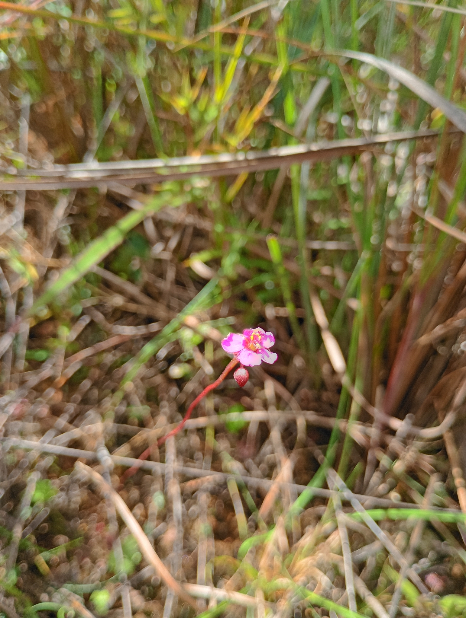 Photo of Drosera montana (2/6)