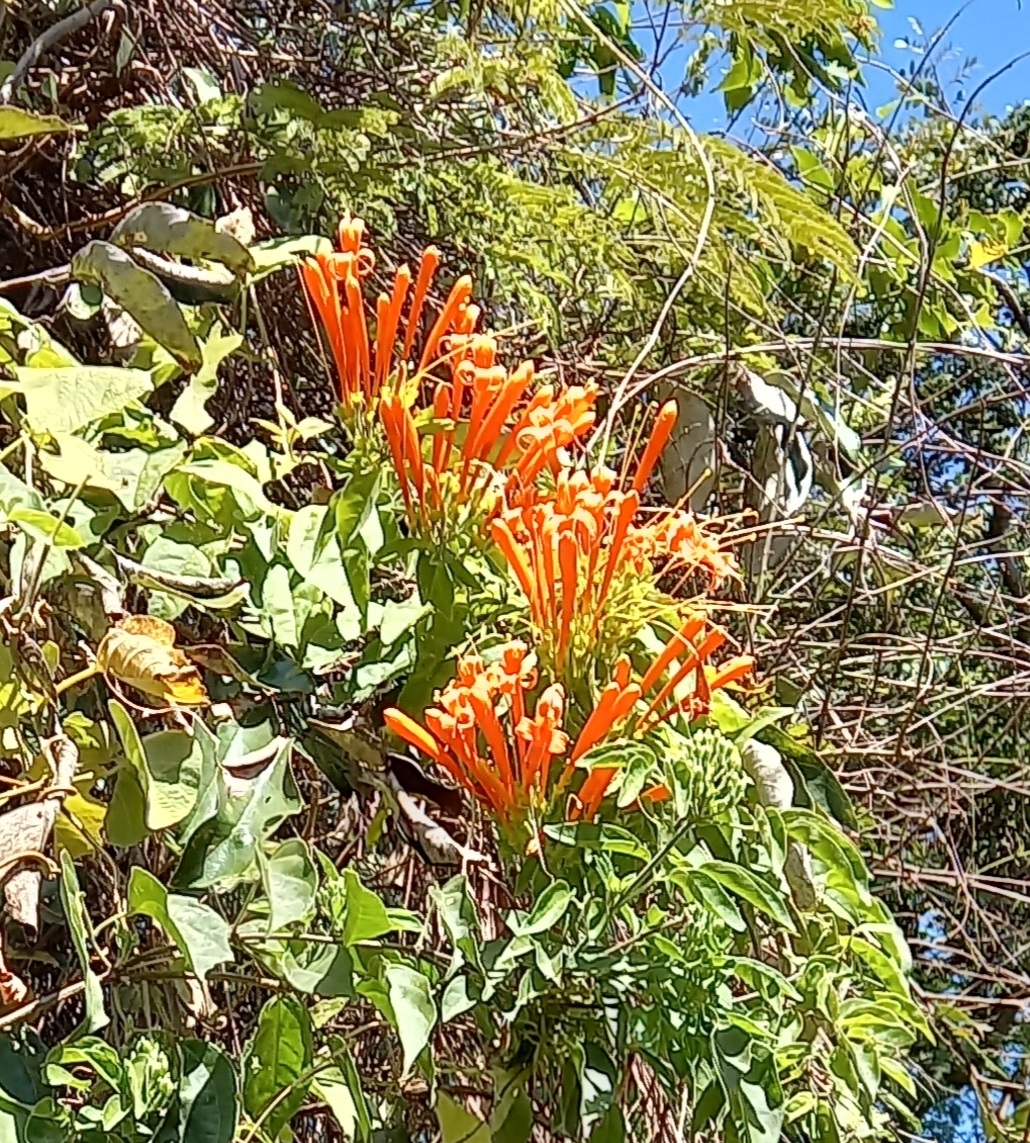 Photo of Flame vine (6/12)