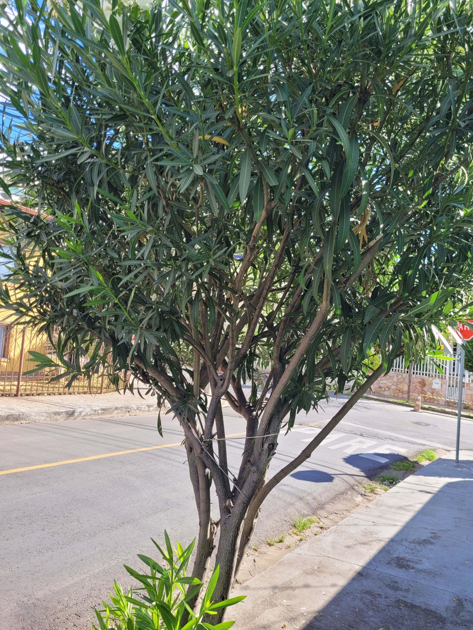 Photo of oleander (6/10)