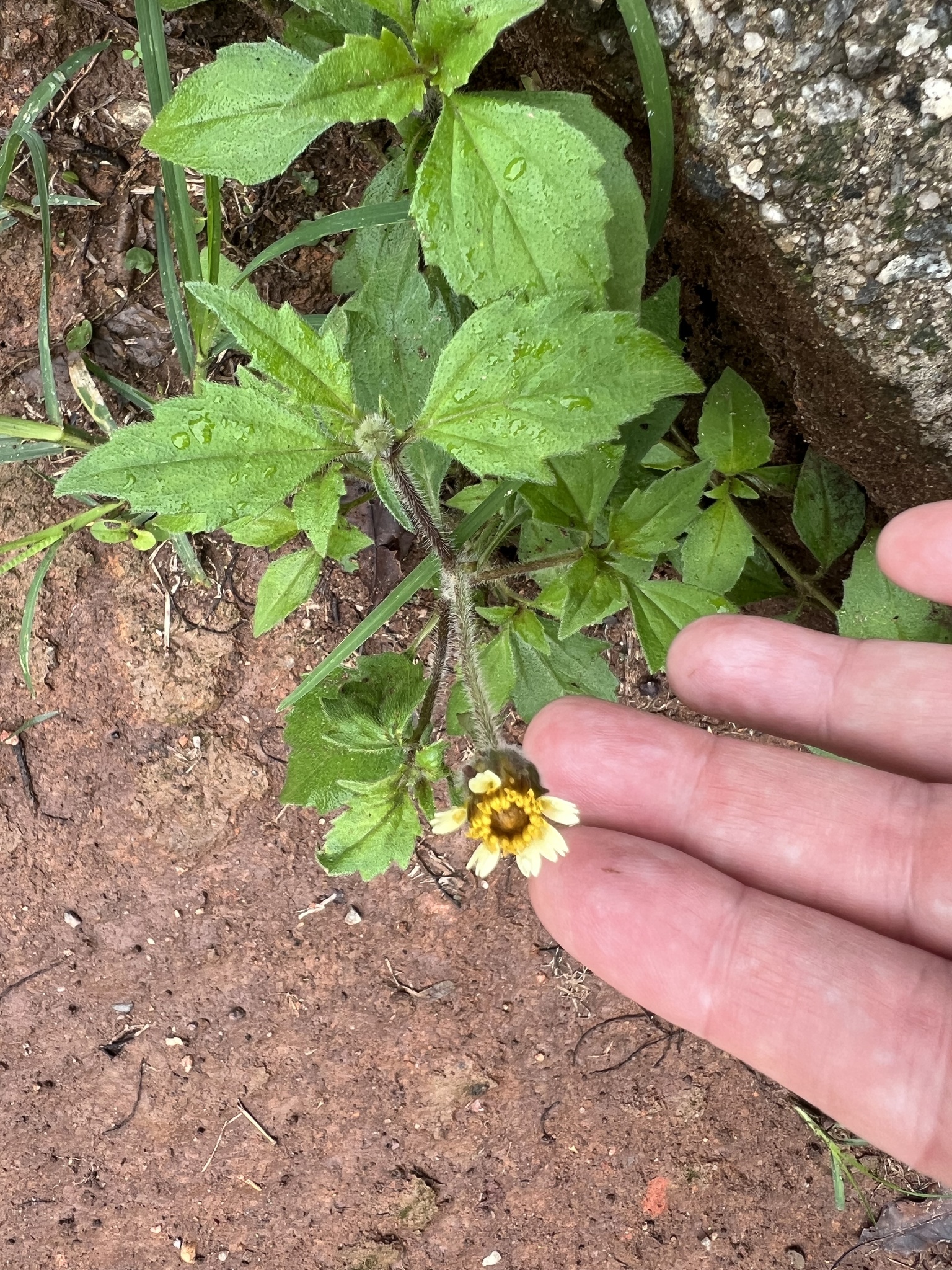 Photo of Tridax Daisy (8/12)