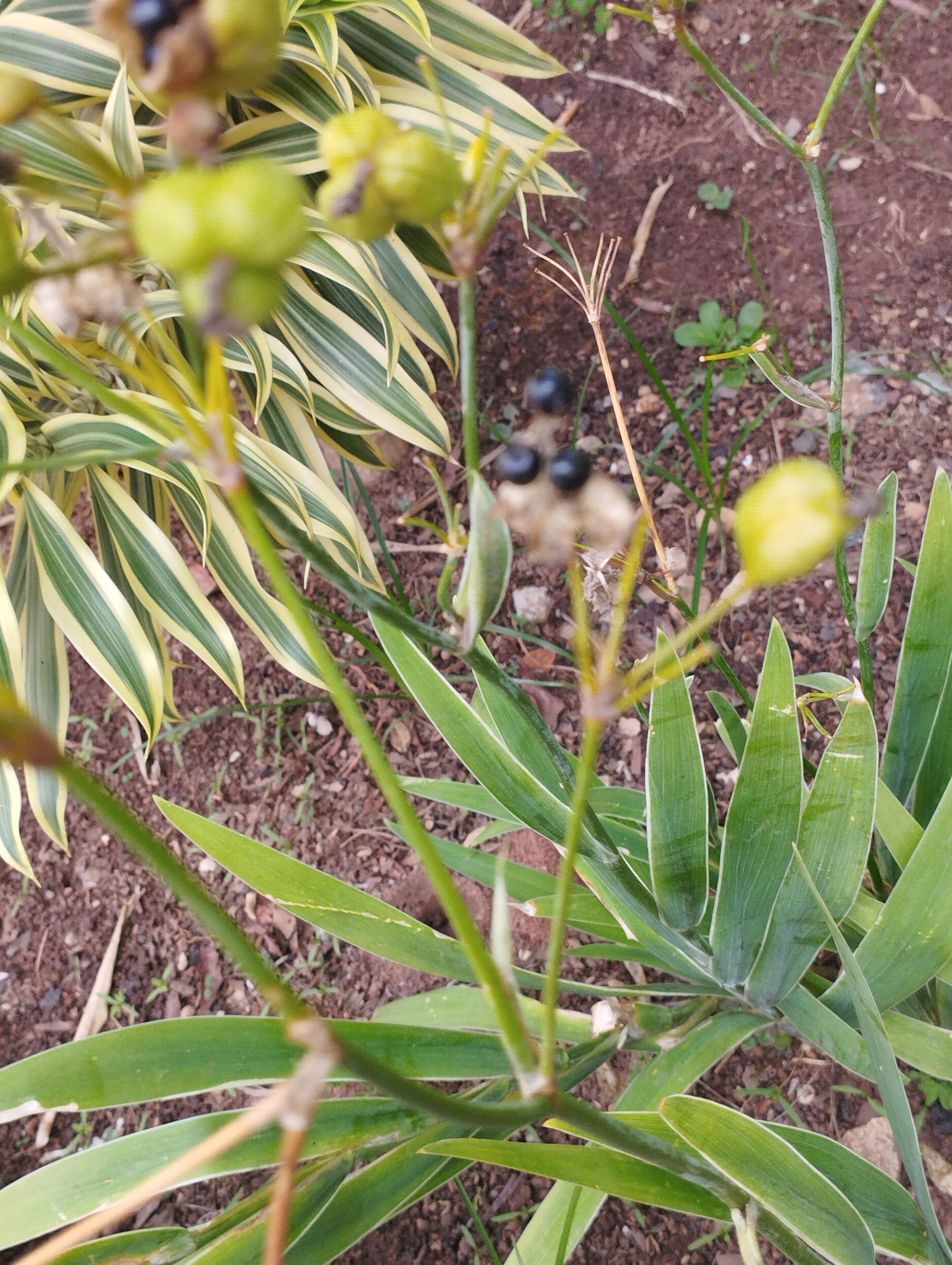 Photo of Blackberry Lily (1/9)