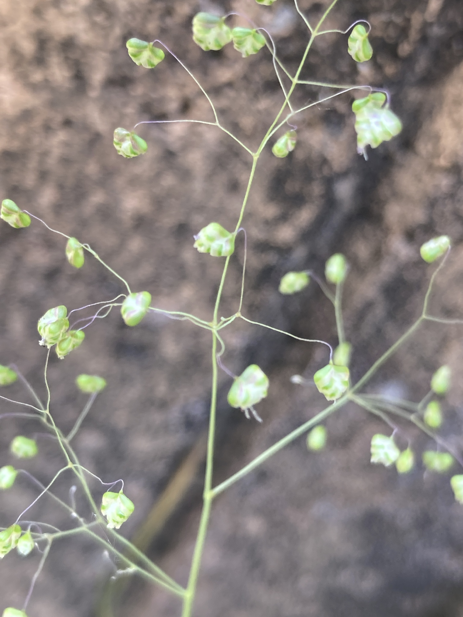 Photo of Little quaking-grass (12/12)