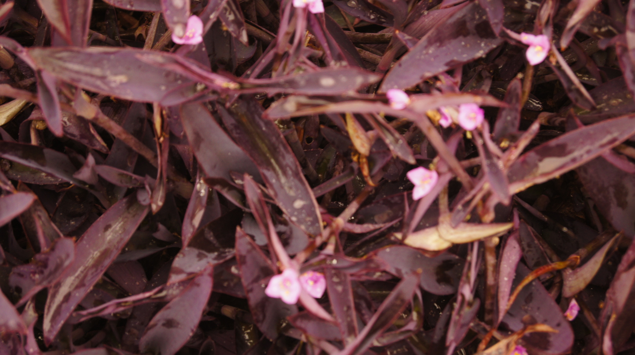 Photo of Purple Heart (11/12)