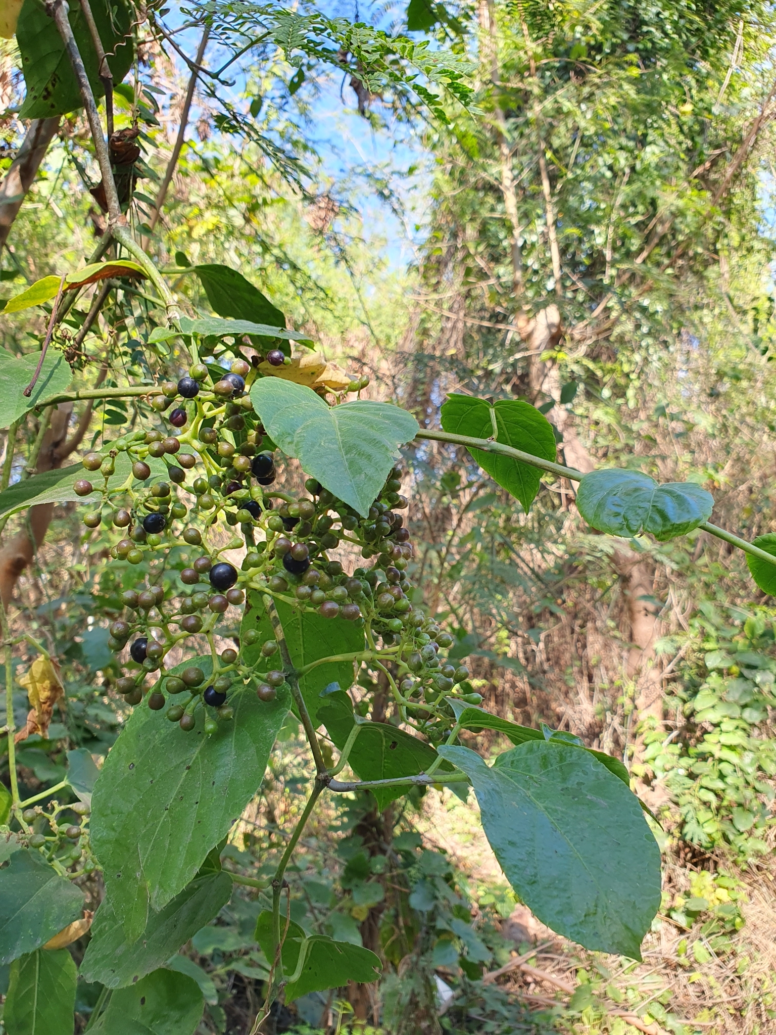 Photo of Possum grape (5/12)