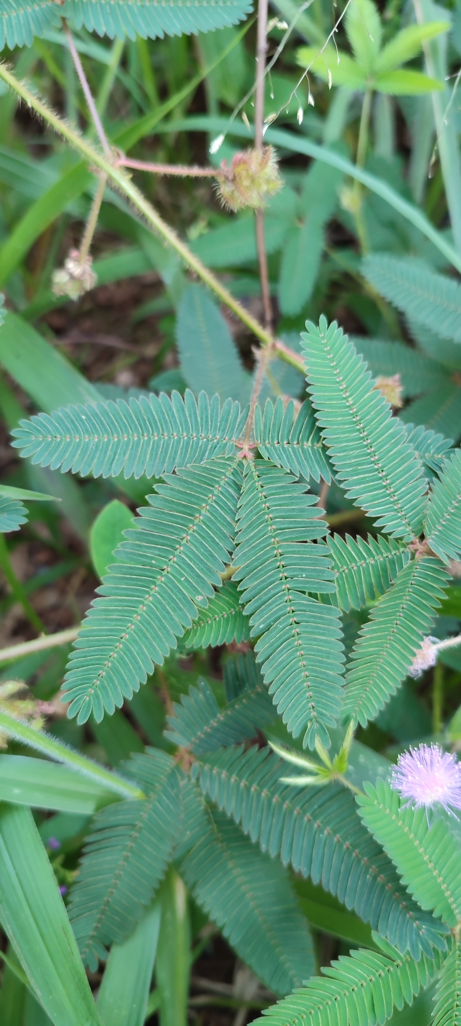 Photo of Sensitive Plant (8/12)