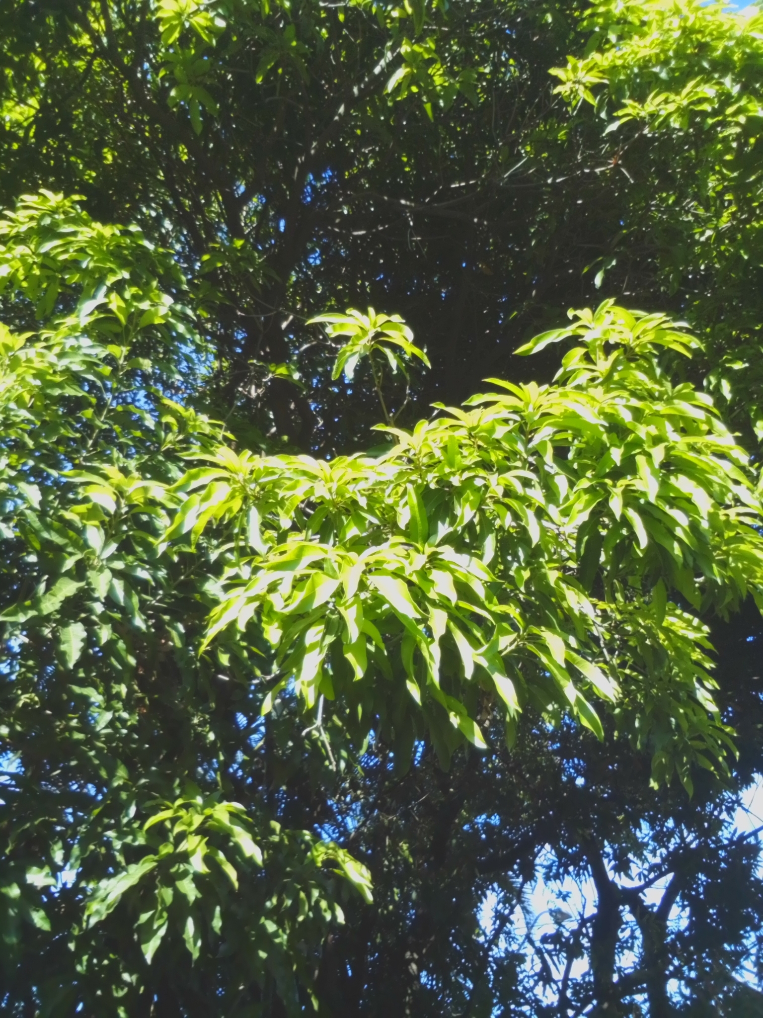 Photo of Indian mango (10/12)
