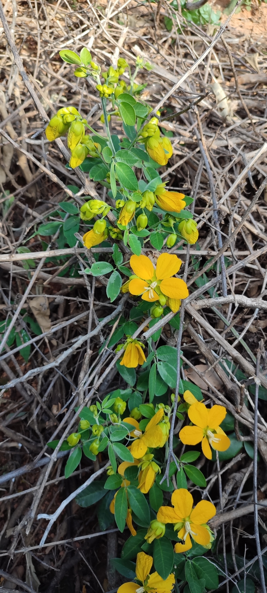 Photo of Senna angulata (1/12)