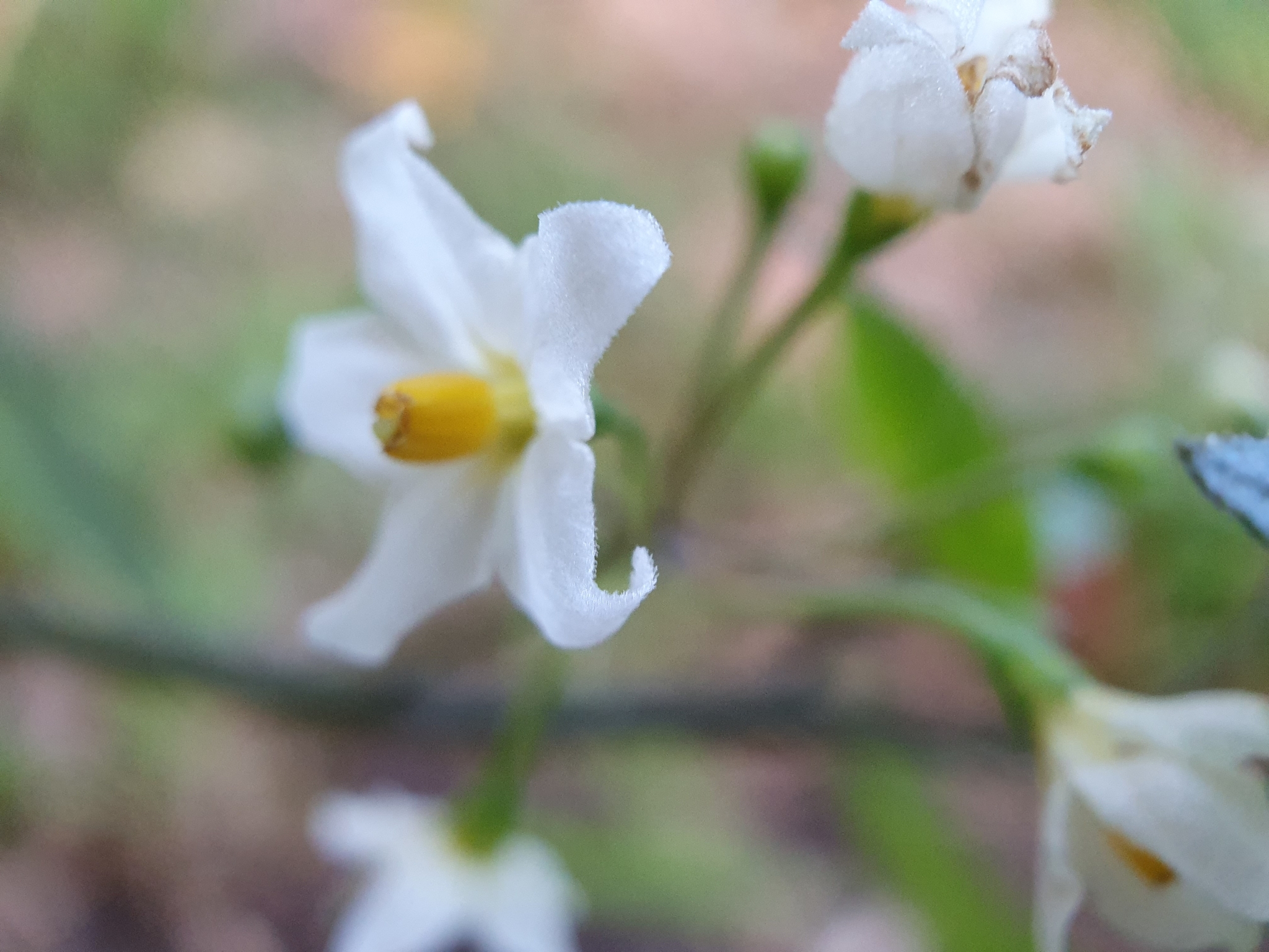 Photo of black nightshade (5/8)