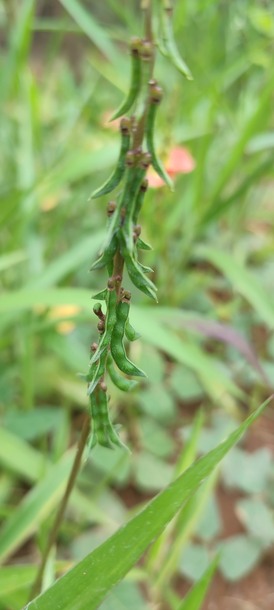 Photo of Macroptilium erythroloma (12/12)