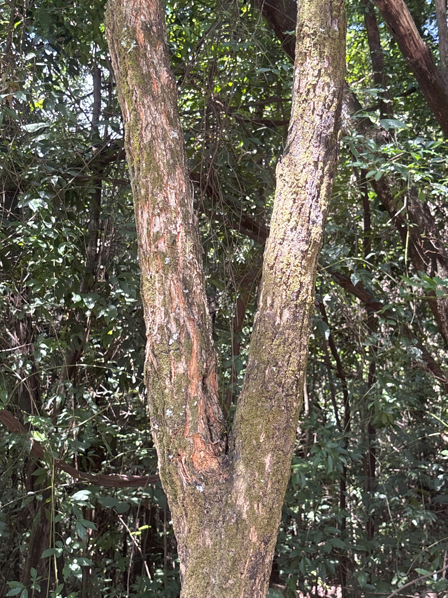 Photo of Platypodium elegans (4/12)