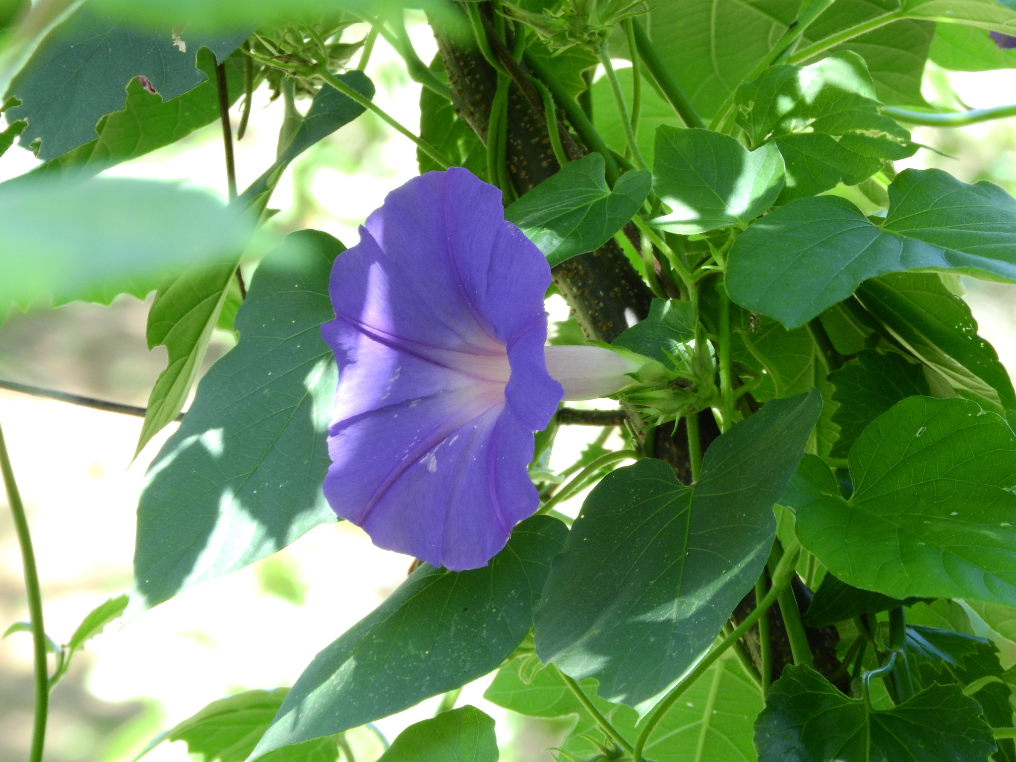 Photo of oceanblue morning glory (5/8)