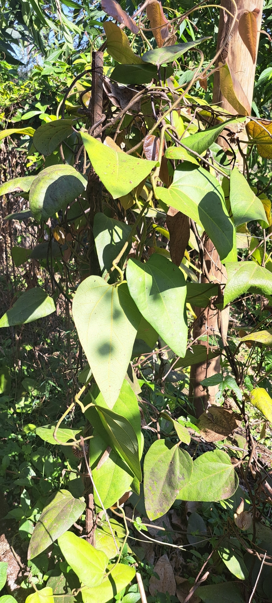 Photo of Brazilian Dutchman's Pipe (10/15)