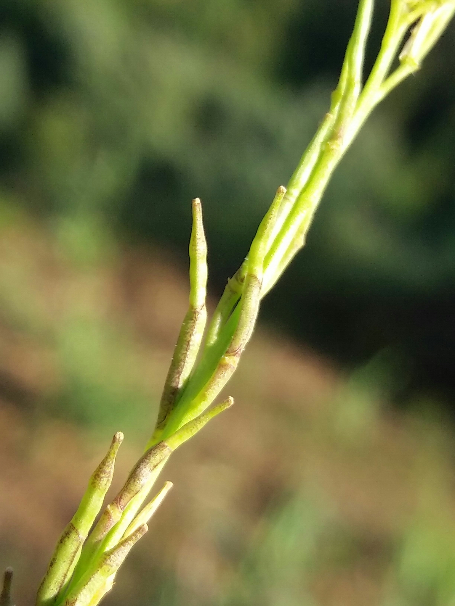 Photo of Shortpod Mustard (3/12)