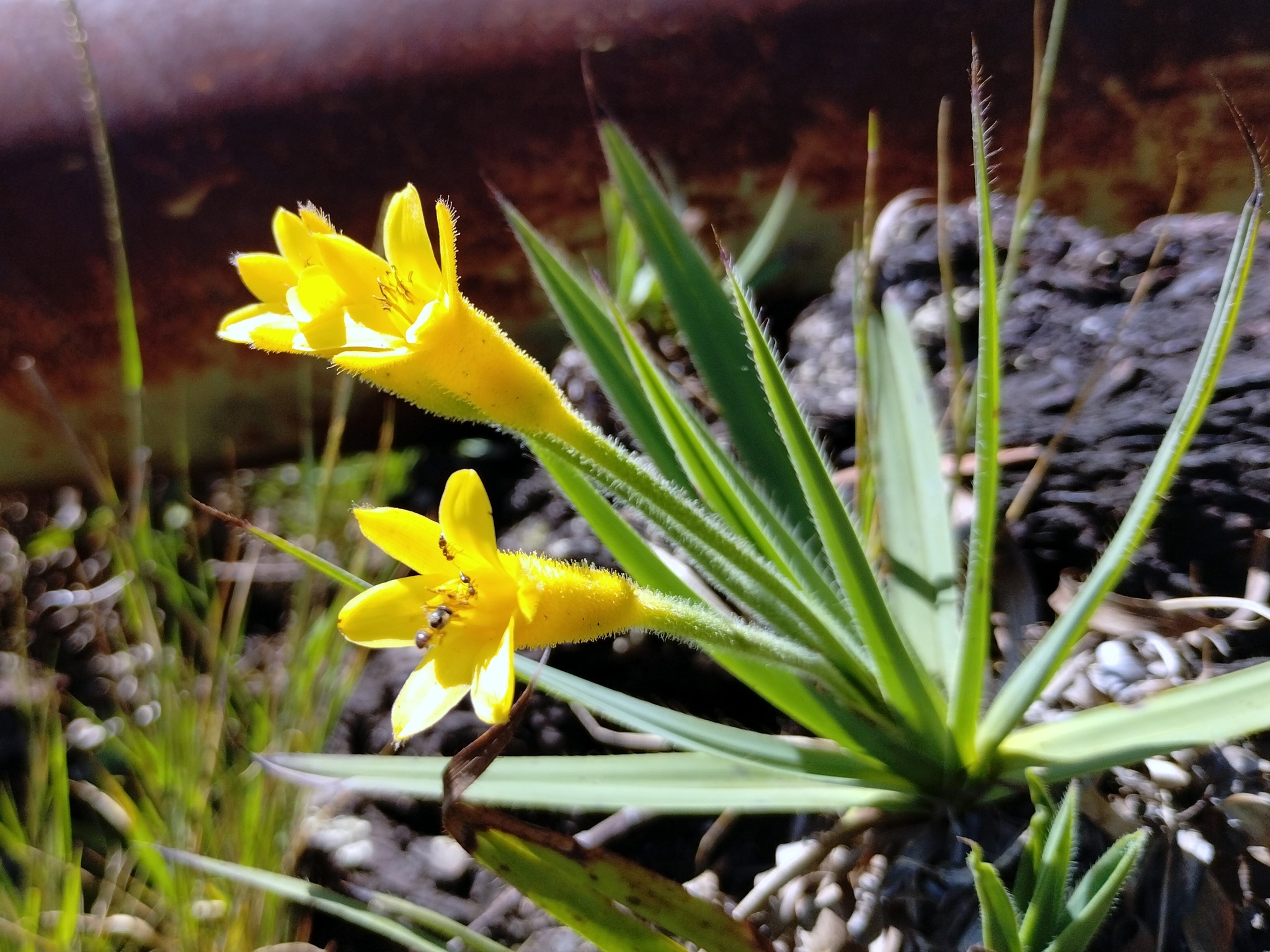 Photo of Barbacenia williamsii (6/10)
