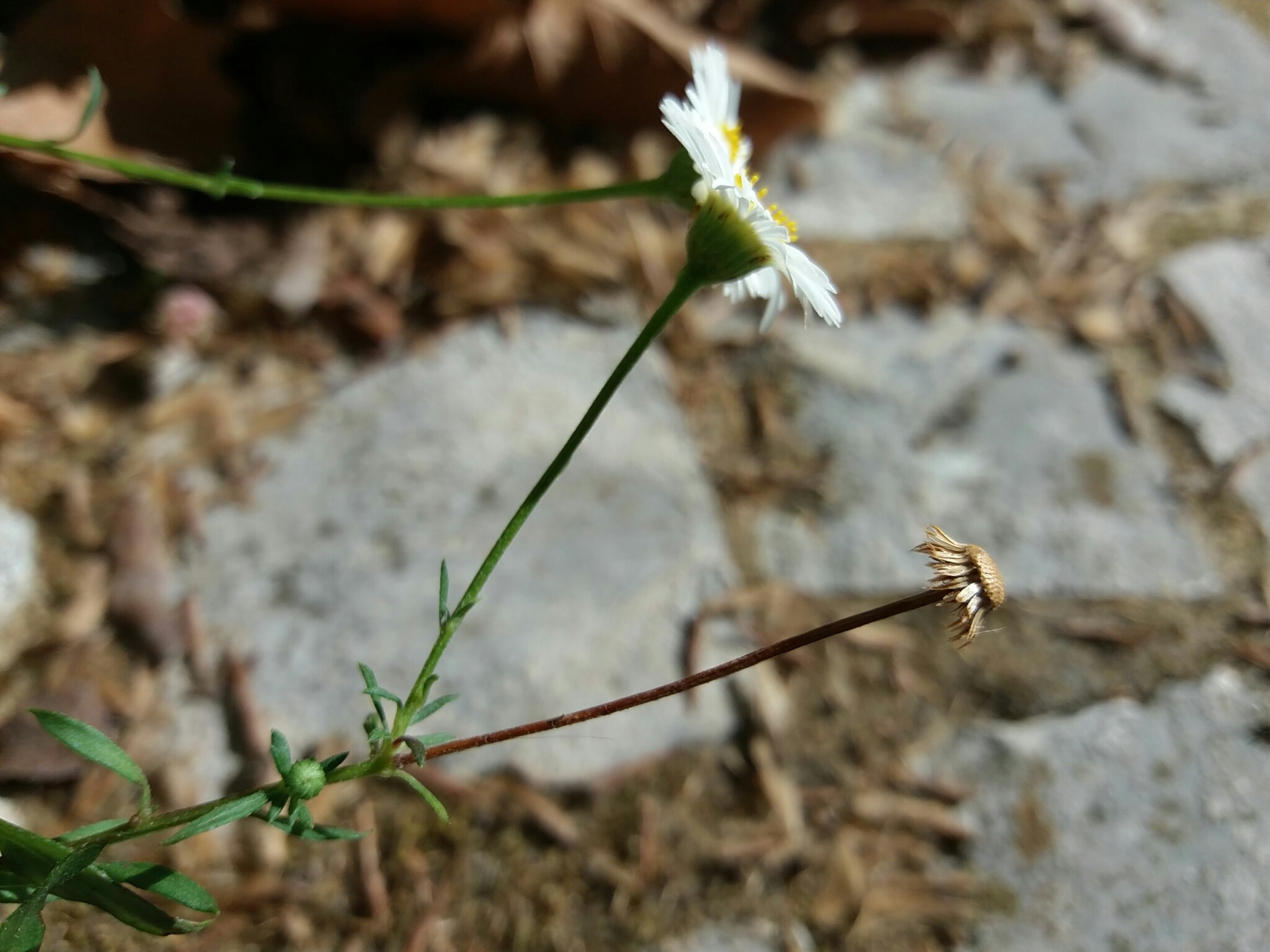 Photo of Mexican Fleabane (10/12)