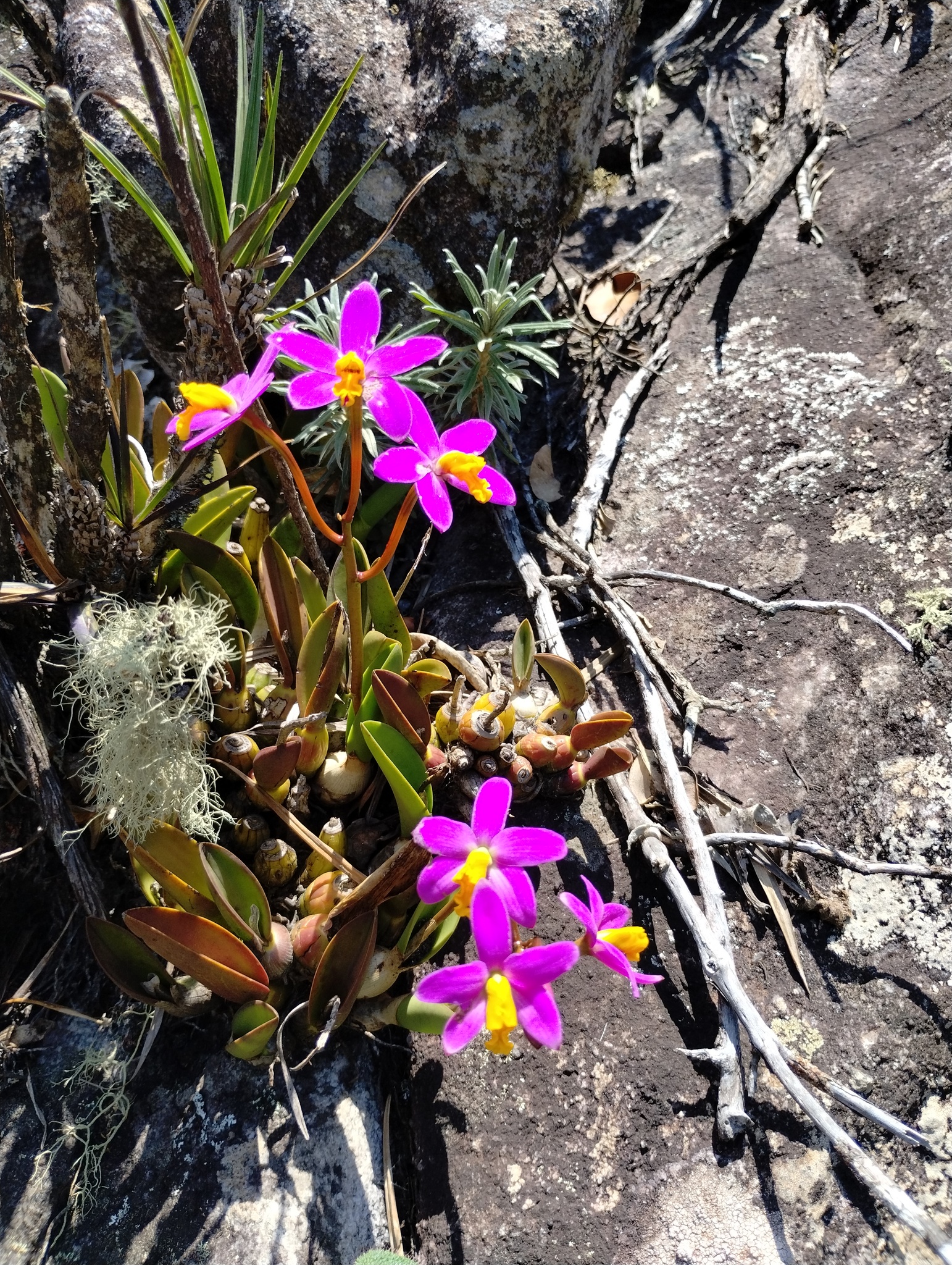 Photo of Cattleya longipes (8/9)