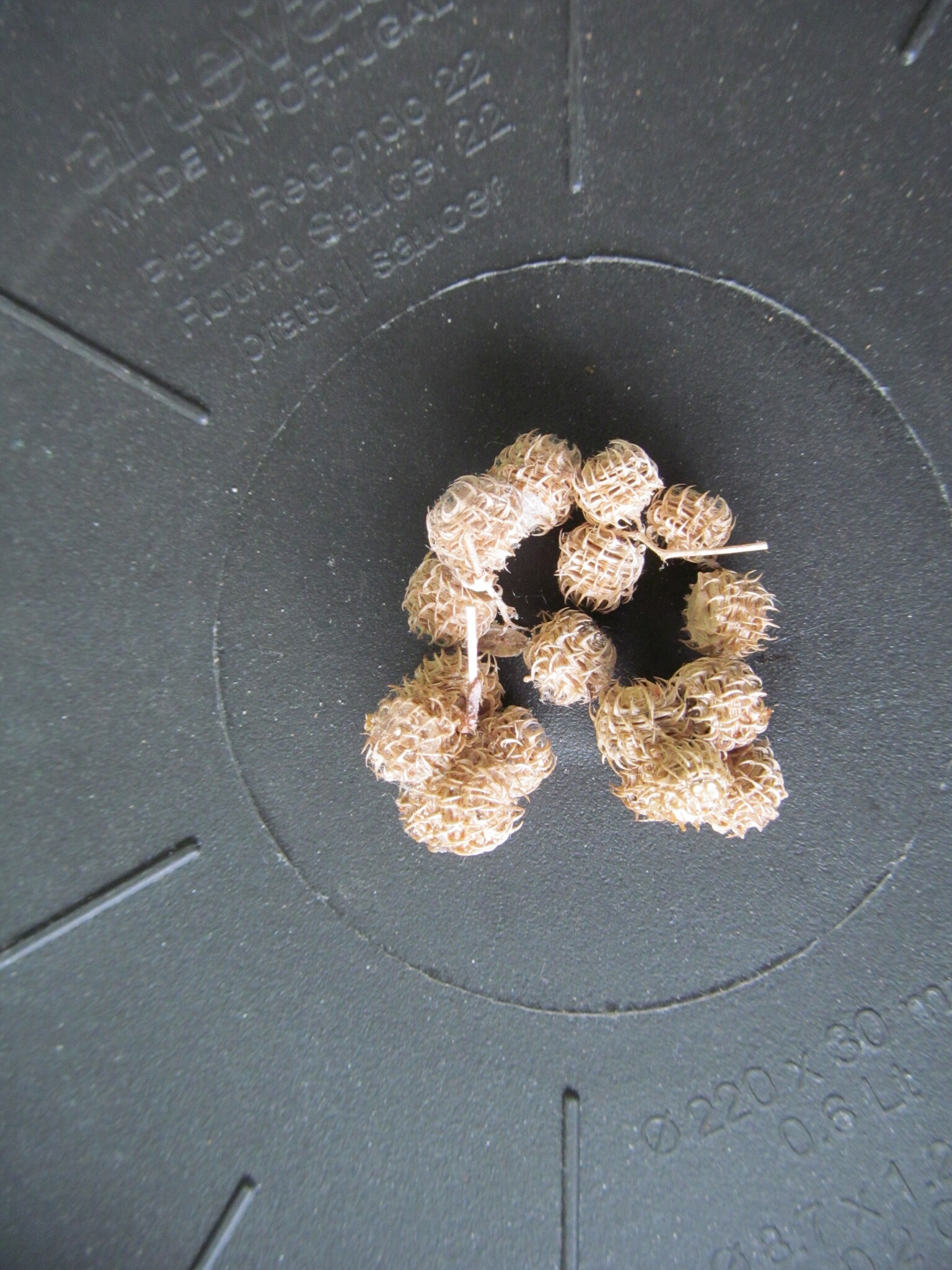 Photo of Spotted medick (9/12)