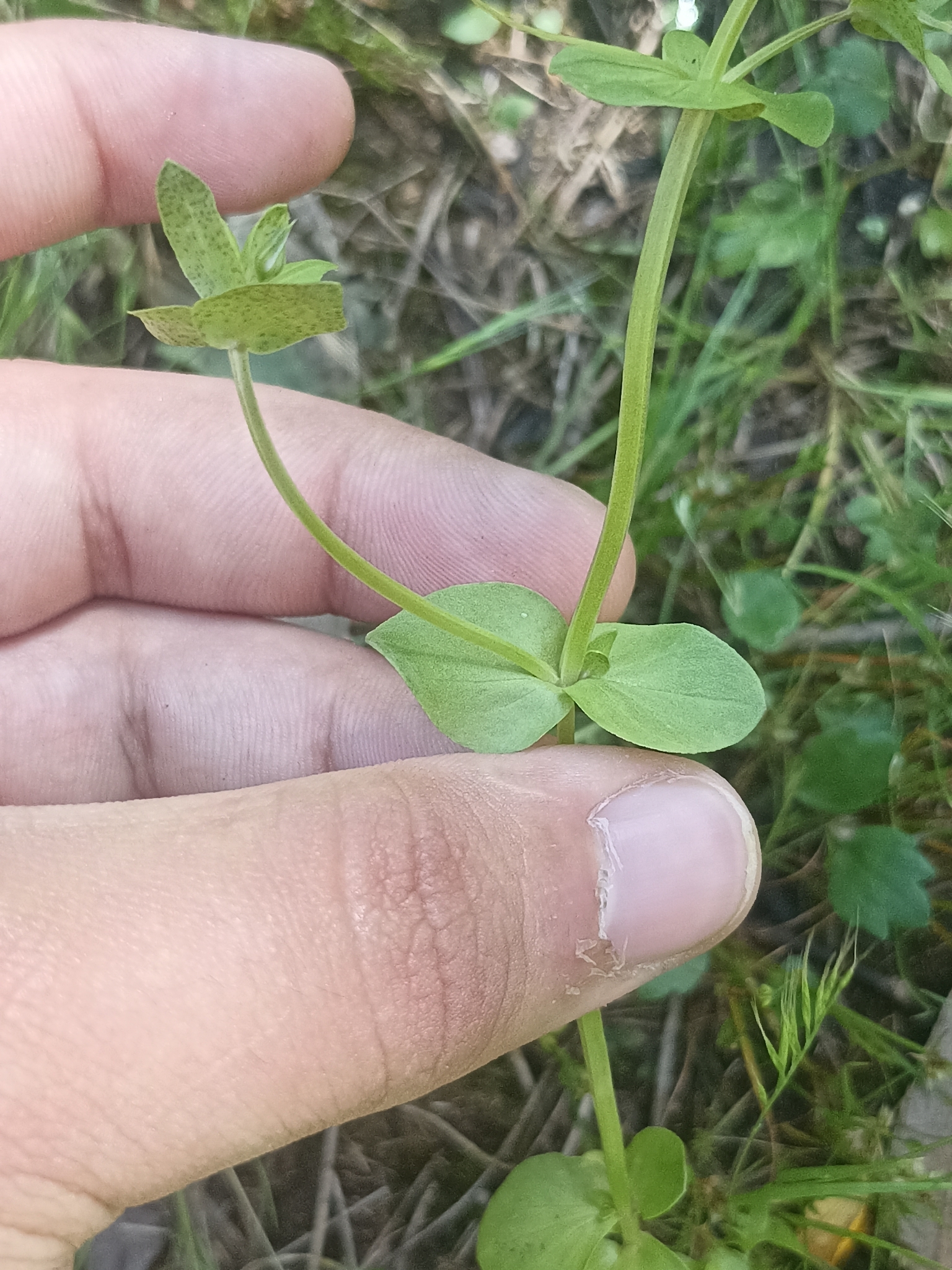 Photo of Blue Scarlet Pimpernel (5/12)