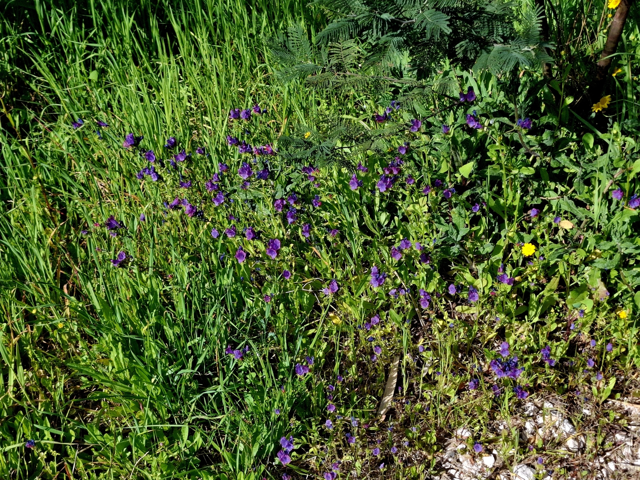 Photo of purple viper's-bugloss (6/12)