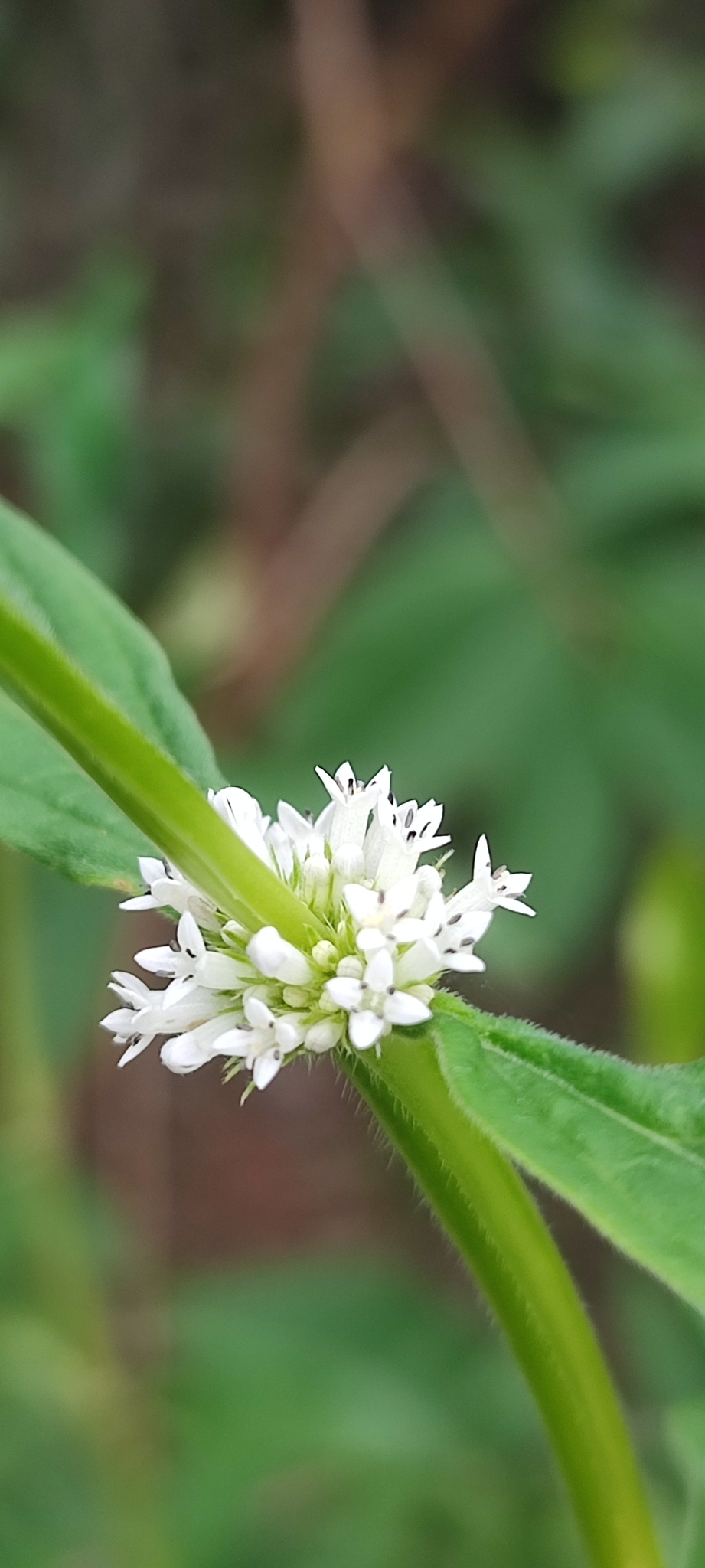 Photo of shrubby false buttonweed (6/12)