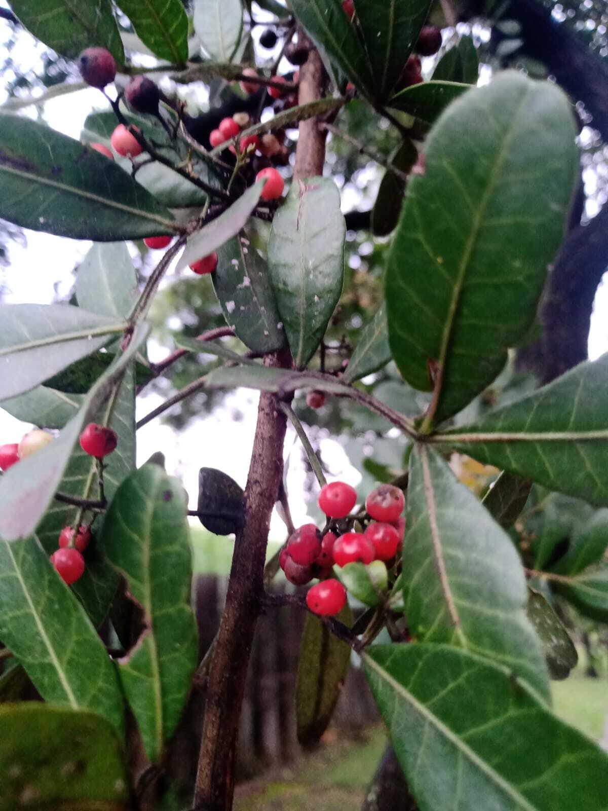 Photo of Brazilian pepper (12/12)