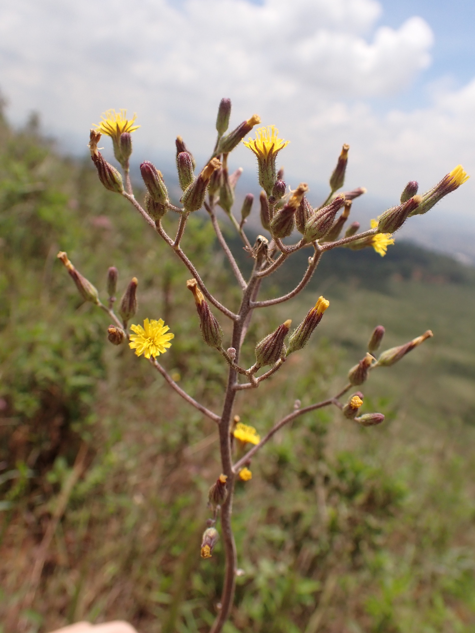 Photo of Hieracium (1/7)