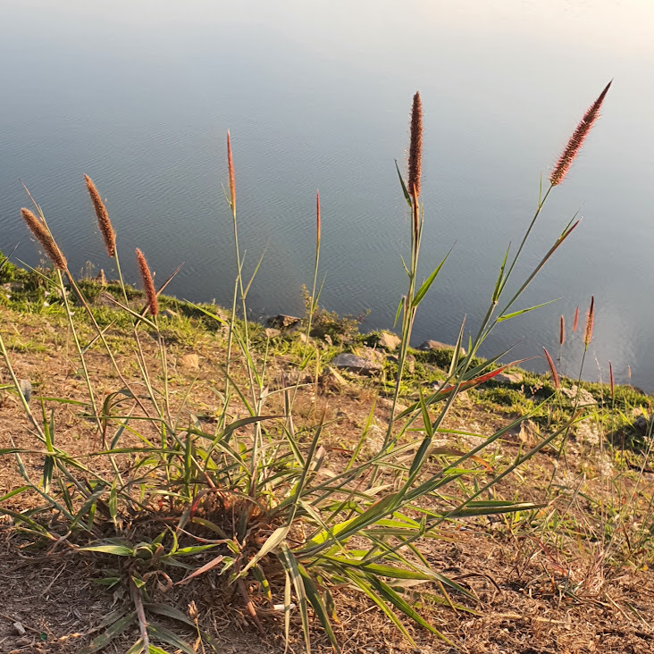 Photo of feathery pennisetum (1/7)