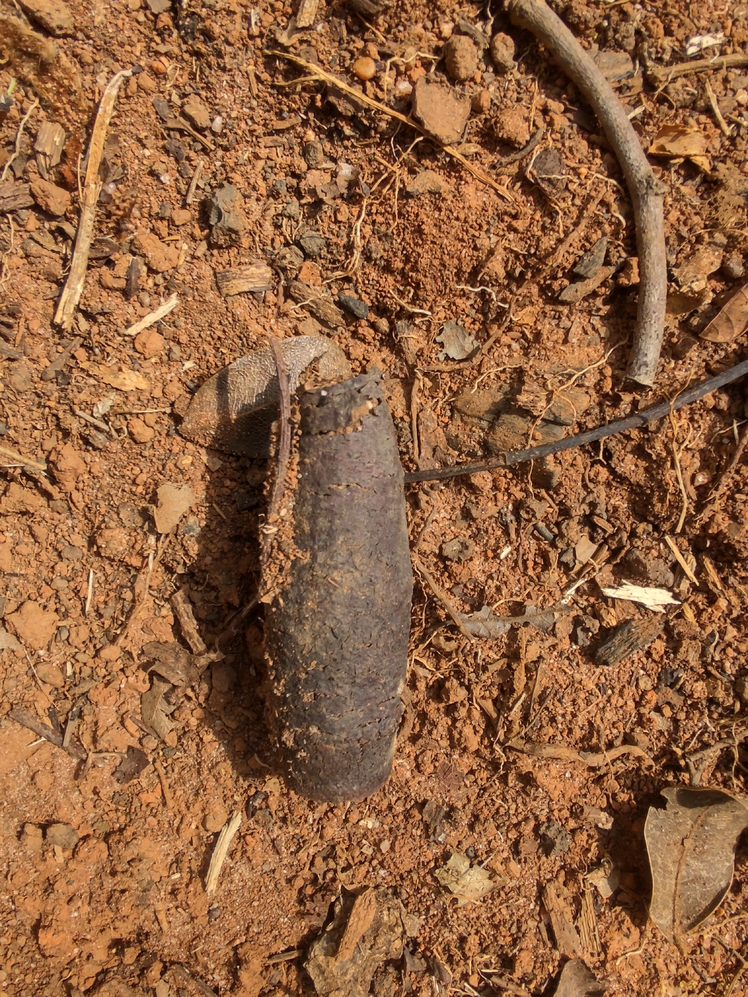 Photo of Cariniana estrellensis (7/12)