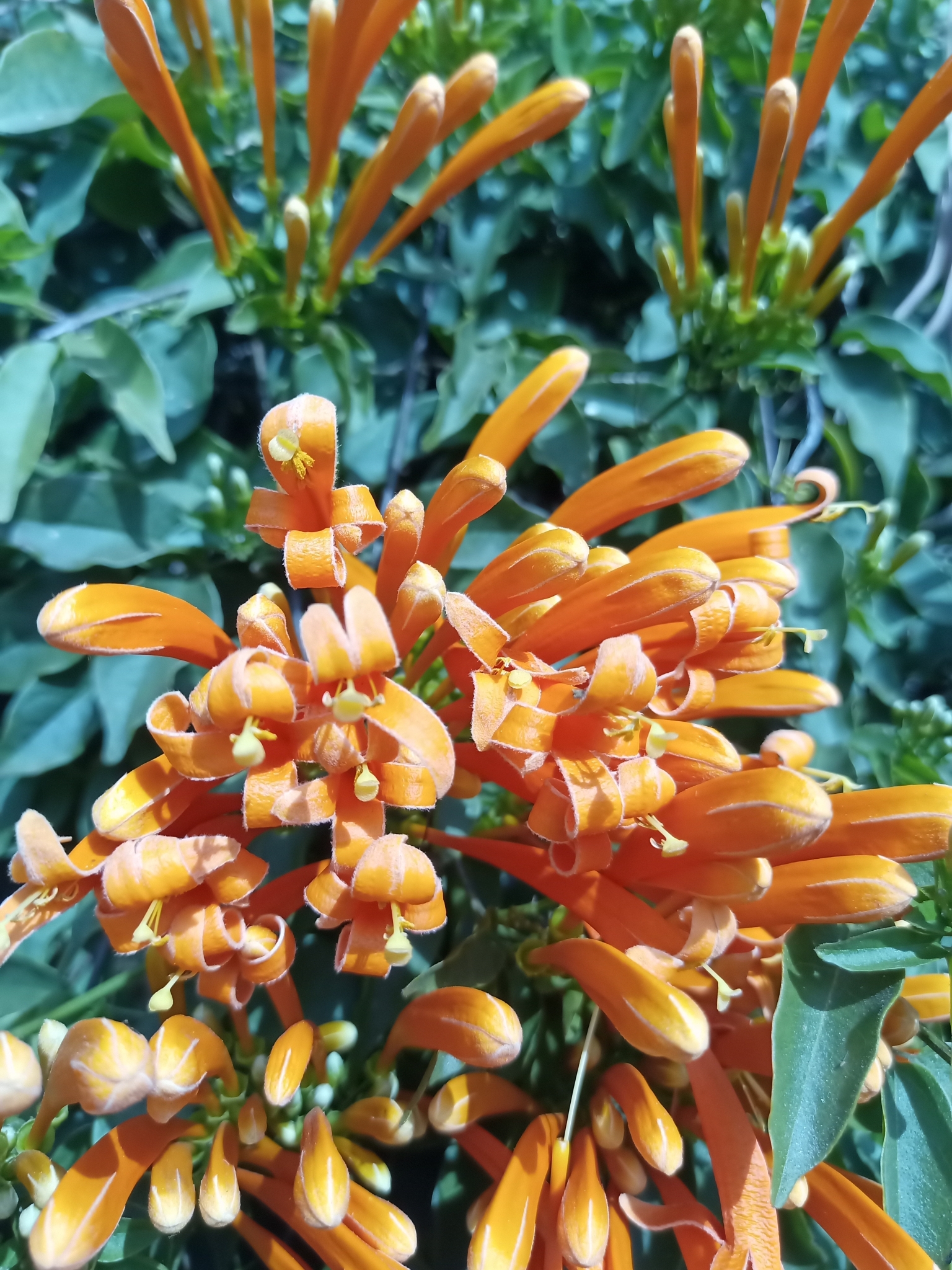 Photo of Flame vine (4/12)