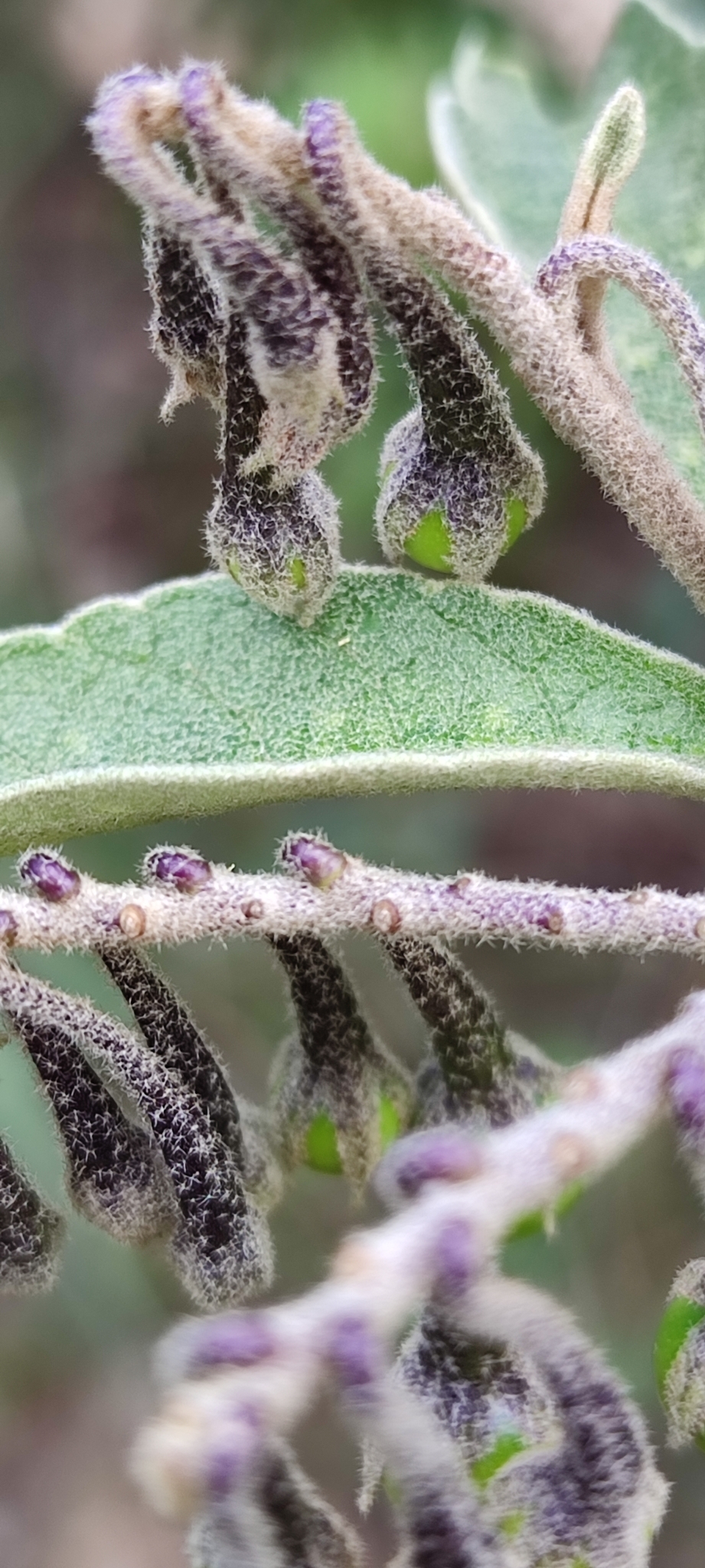 Photo of Solanum paniculatum (9/12)