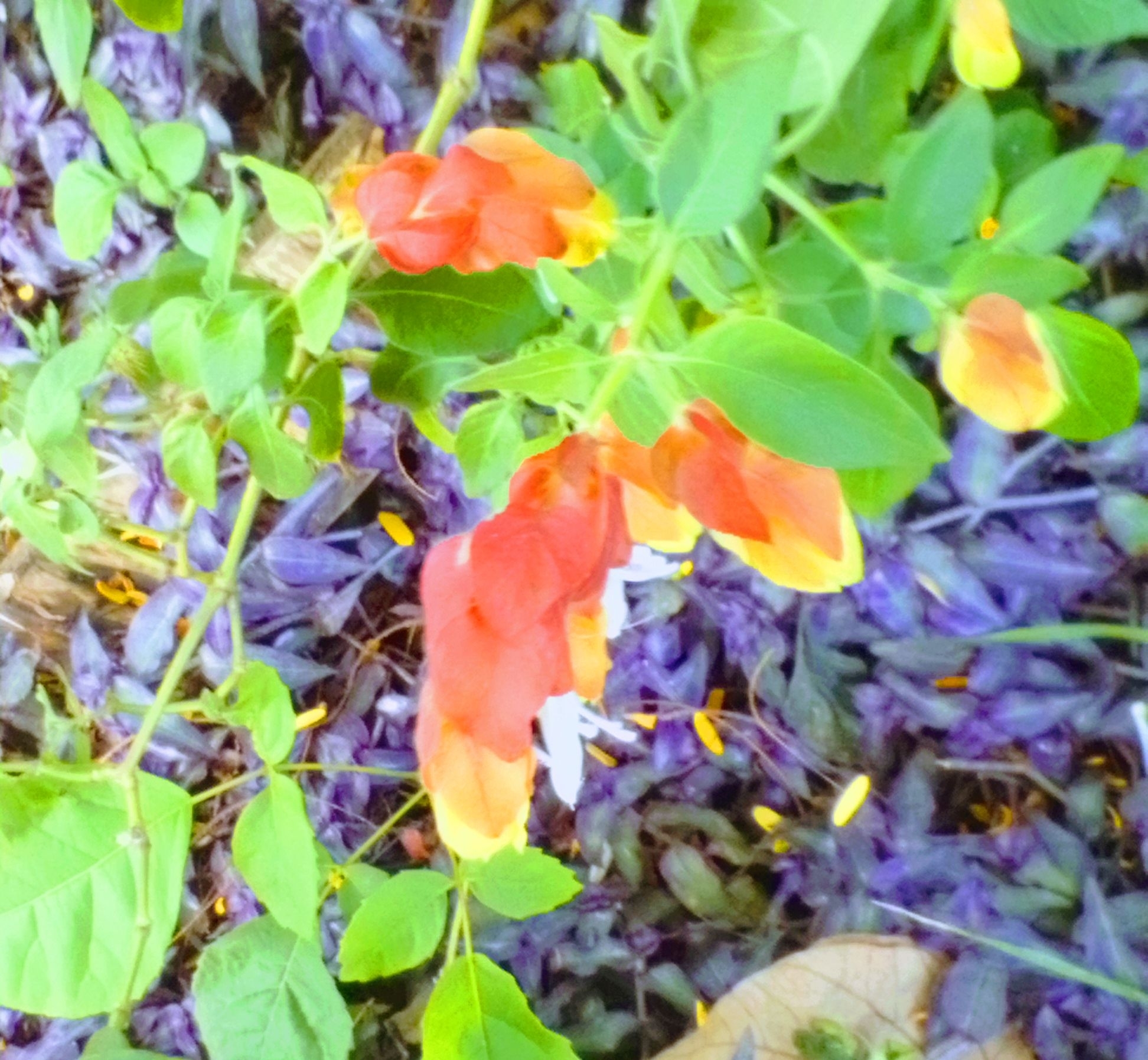 Photo of Shrimp plant (2/6)