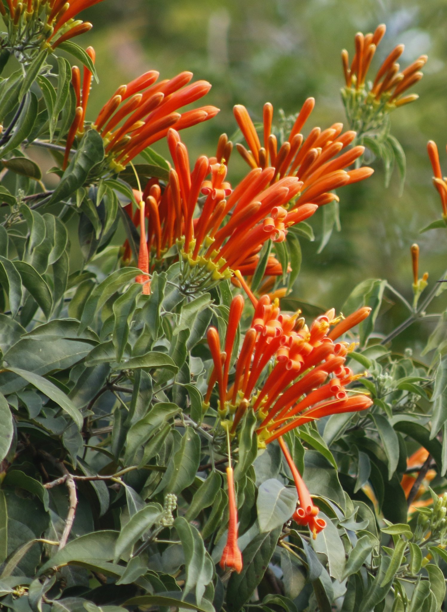 Photo of Flame vine (8/12)